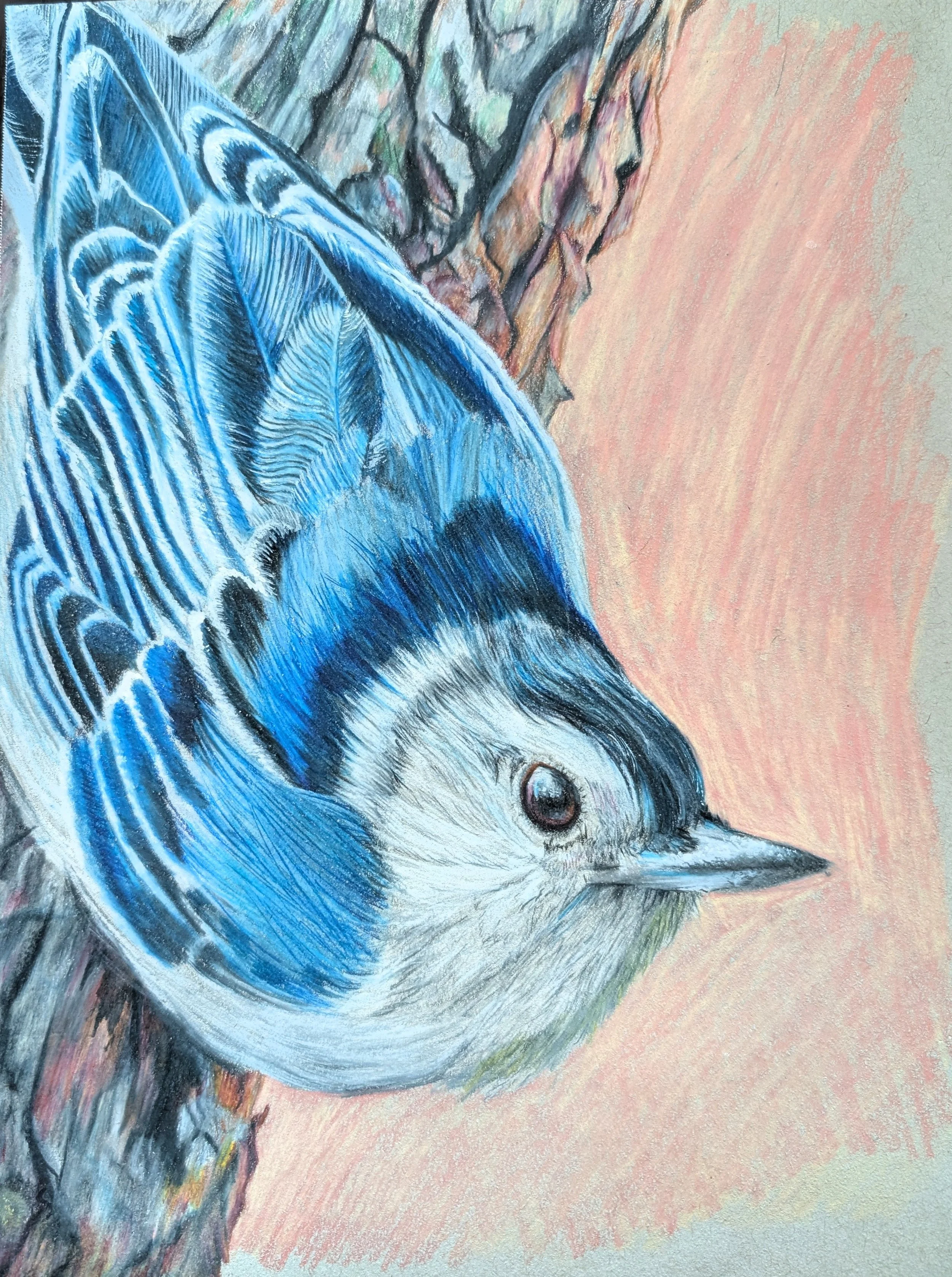 Bird_Nuthatch(1).jpg