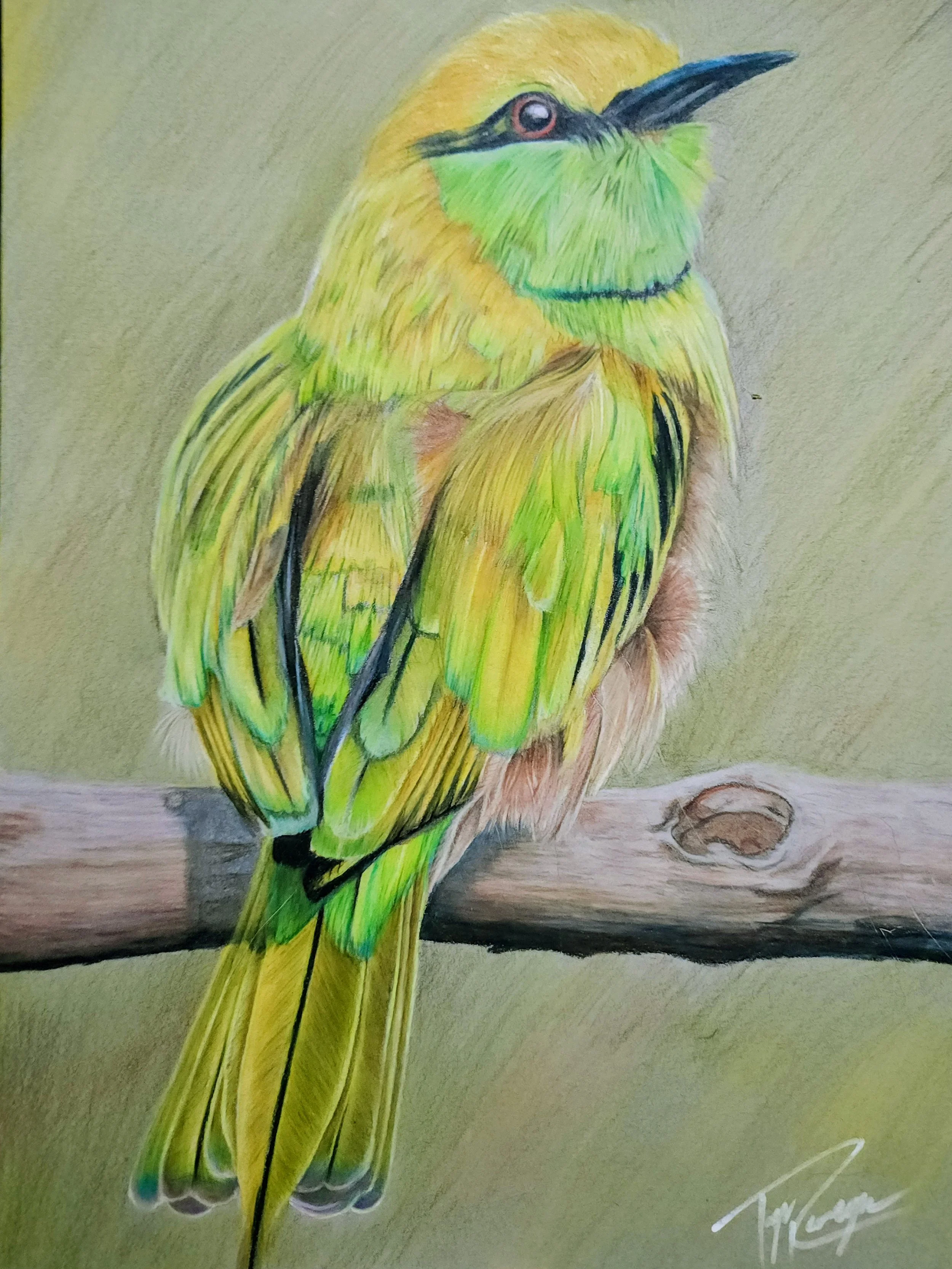 RGB_green bee eater.jpg