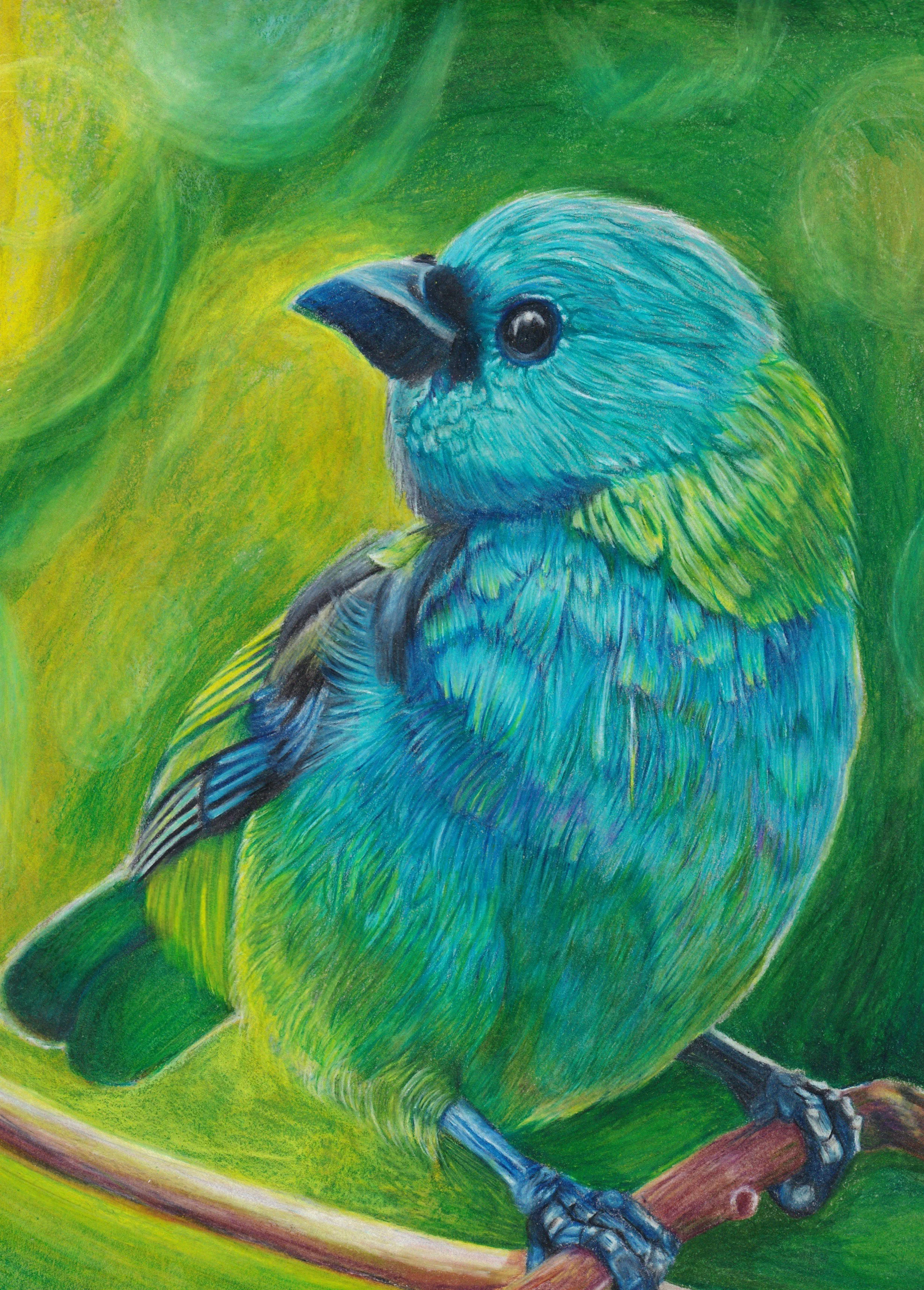 Green Headed Tanager