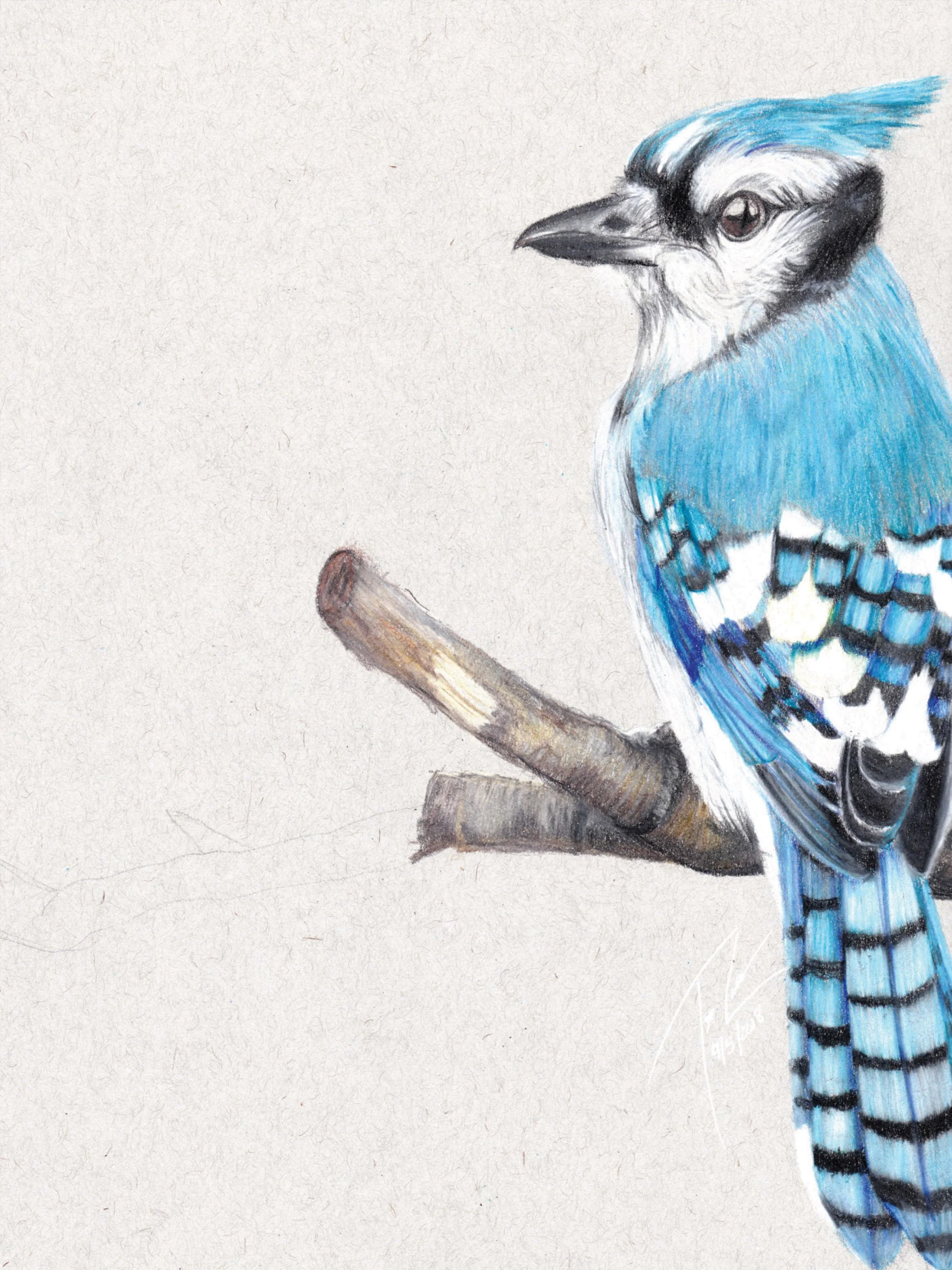 Illustration of a blue jay perched on a branch.