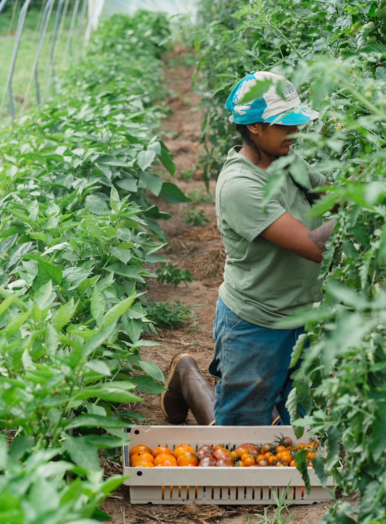 Person harvesting tomatoes in a greenhouse with a white crate of harvested tomatoes at their feet.