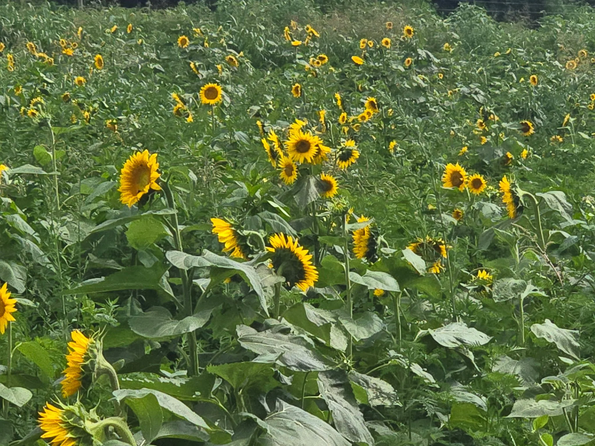You-Pick Sunflower Event