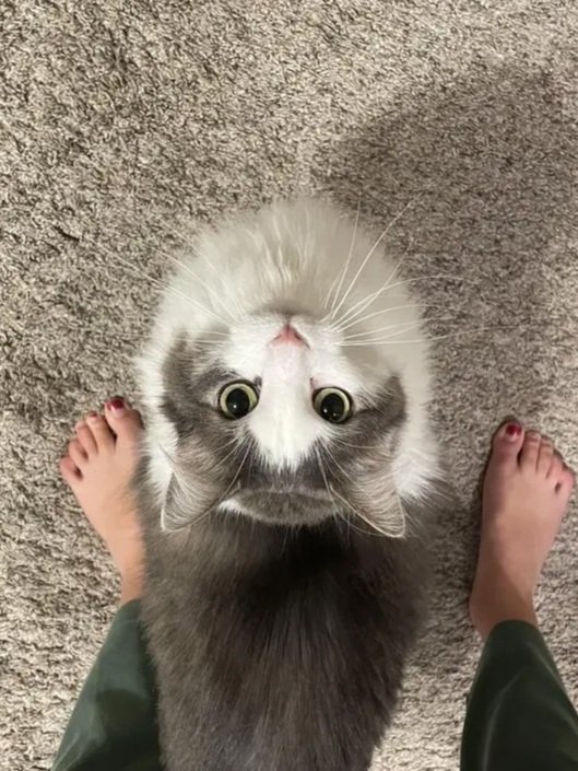 cat.jpg