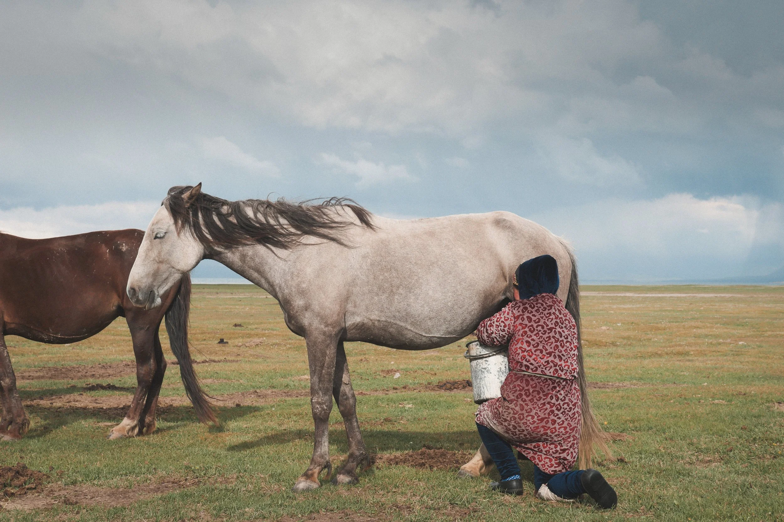 Une personne portant un manteau avec un motif léopard tond un cheval gris dans un champ. Il y a aussi un cheval marron en arrière-plan. Le ciel est nuageux.
