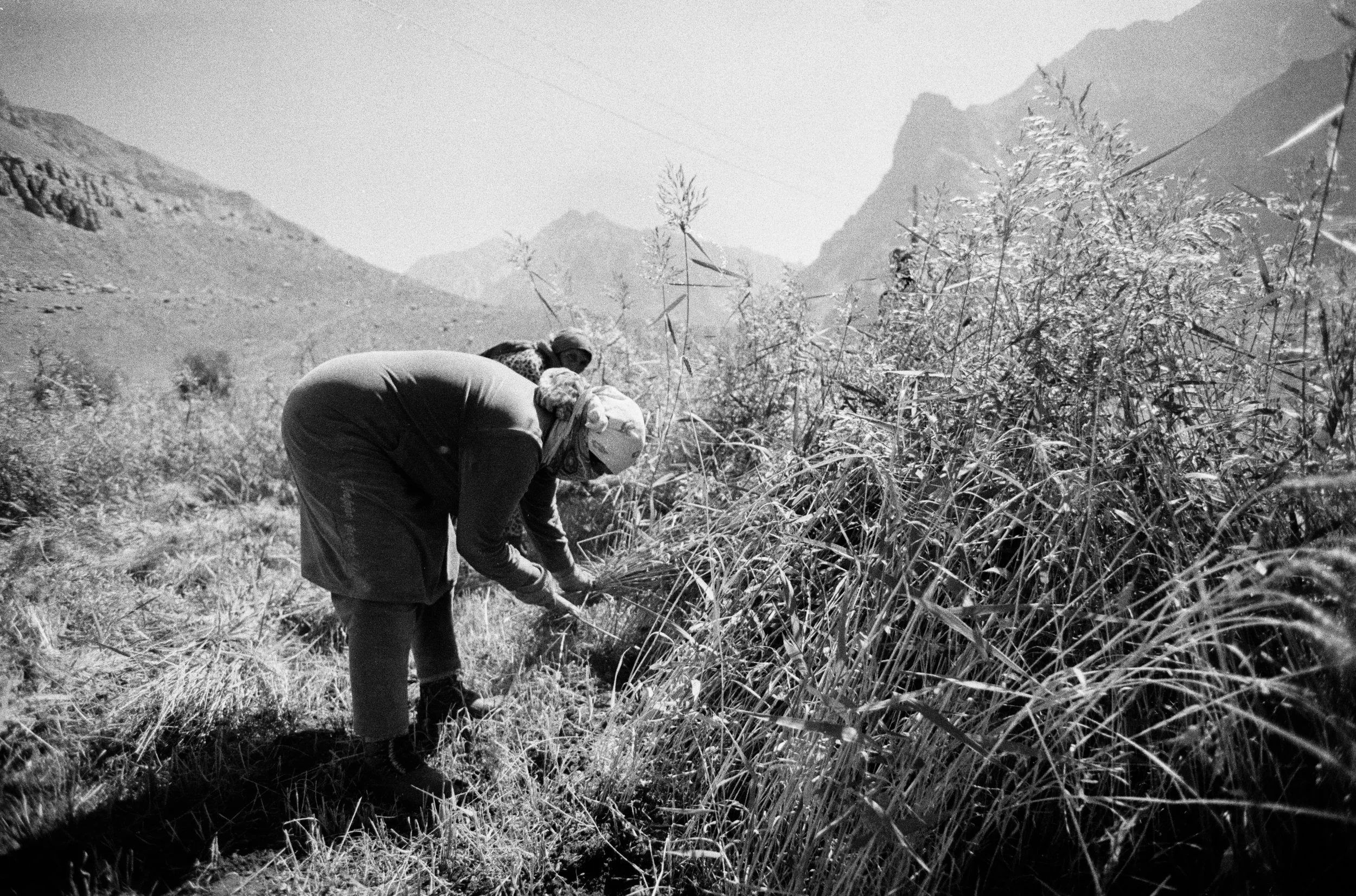 Deux personnes récoltant des plantes dans un champ en montagne, en noir et blanc.