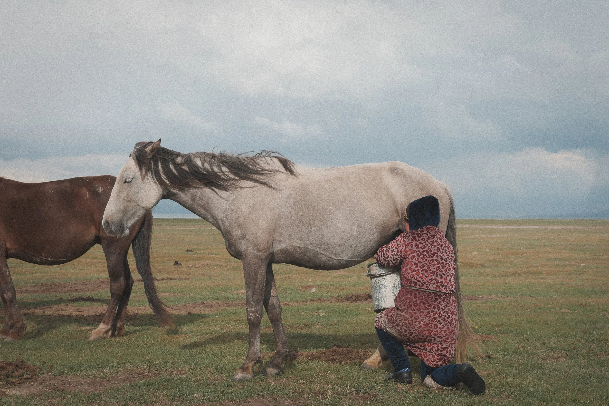 Mare's milk
