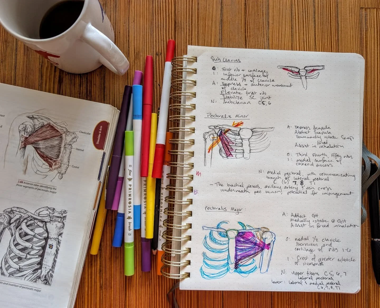 POV: You&rsquo;re an anatomy nerd feeling nostalgic for massage school, so you break out the Papermate collection, crack open Anatomy Trains, and doodle with your morning coffee.

Speed-drawing muscles in class was how I truly learned anatomy. While 