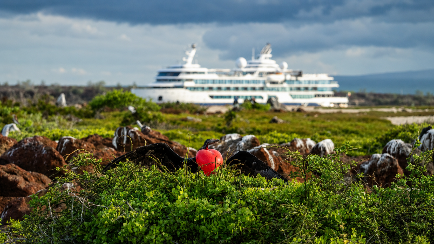 Celebrity Flora in the Galapagos; frigate birds
