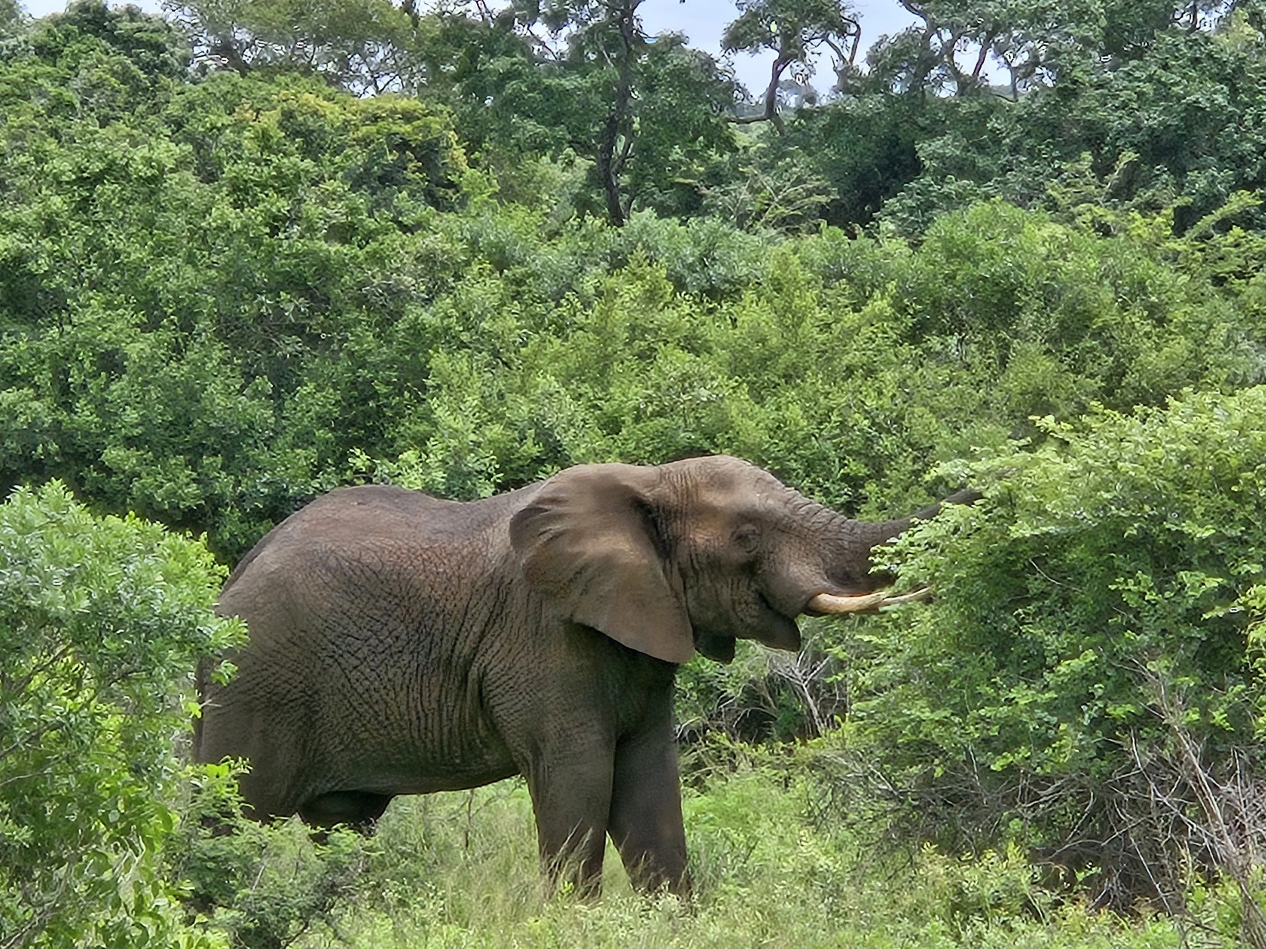 Elephant encounter on Hluhluwe-iMfolozi safari