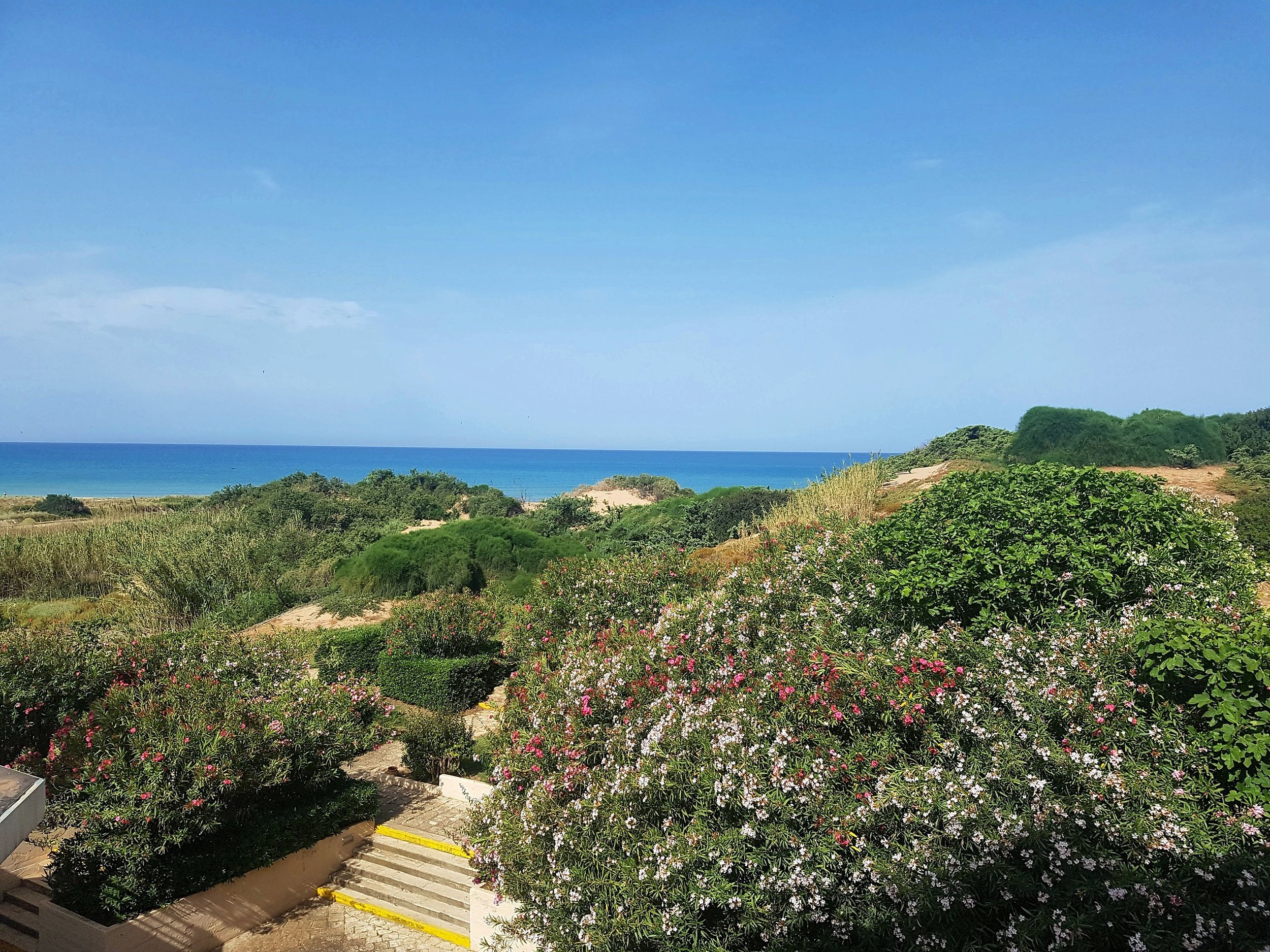 Pink and white oleanders and a paved stairway in a garden, looking over scrub-covered sand dunes to a blue sea under a clear sky