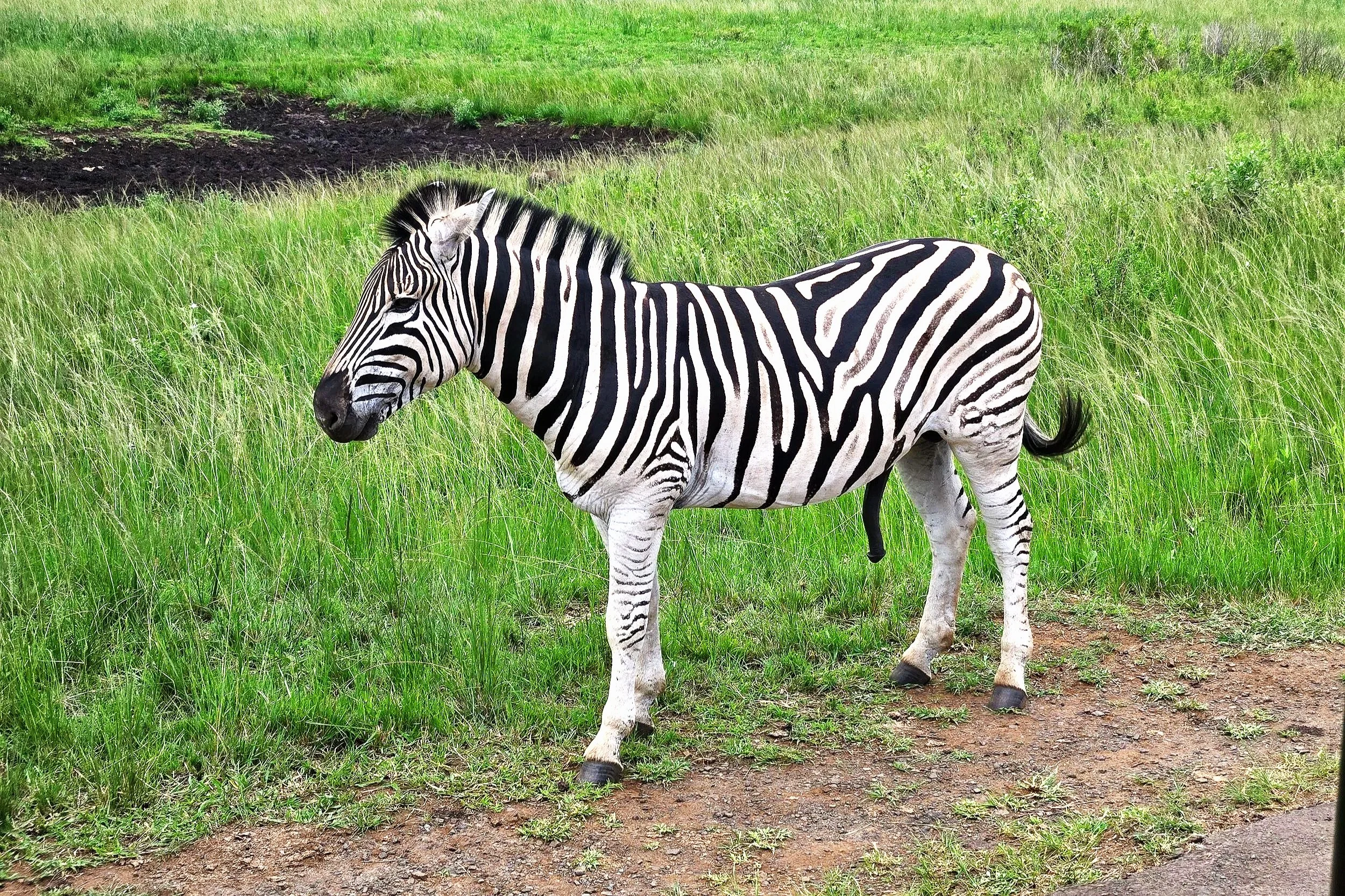 Zebra at Hluhluwe-iMfolozi game reserve South Africa