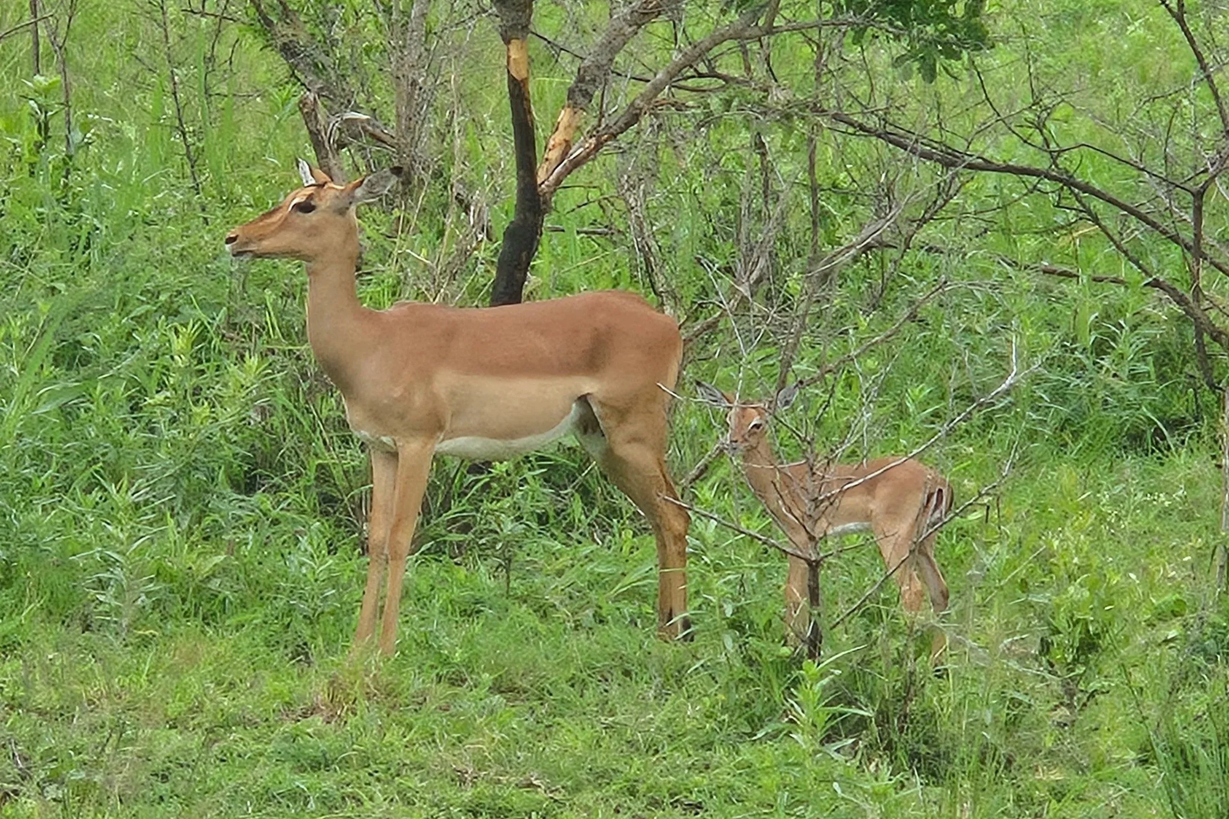 Impala at Hluhluwe-iMfolozi game reserve South Africa