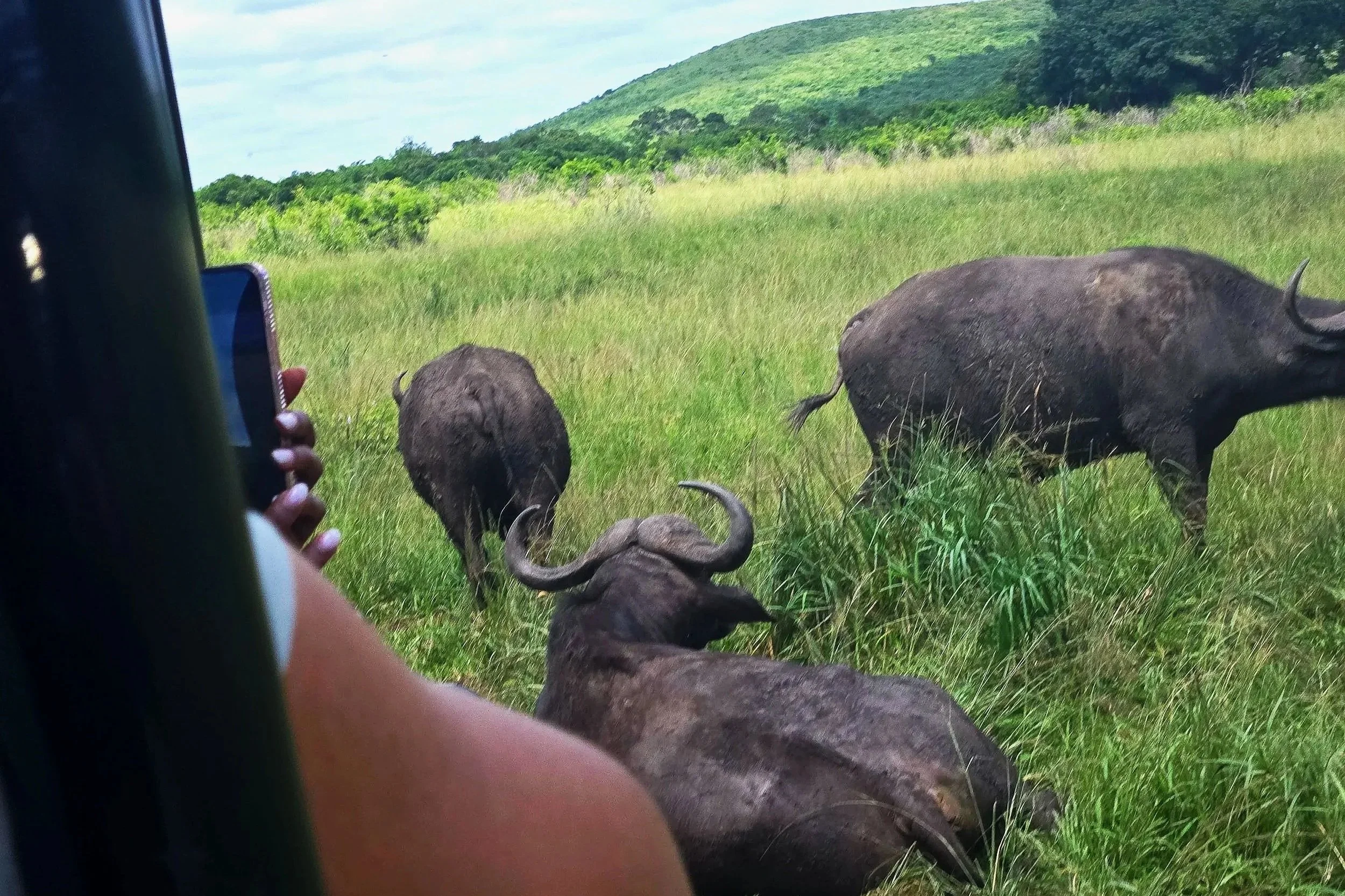 Cape buffolo at Hluhluwe-iMfolozi game reserve South Africa