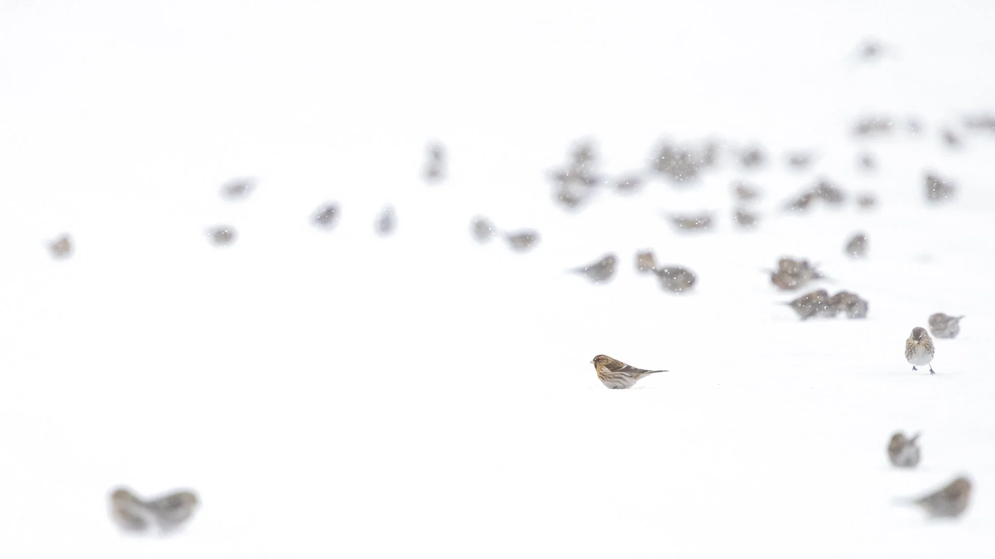 20250125-4P5A9501 (1).jpg