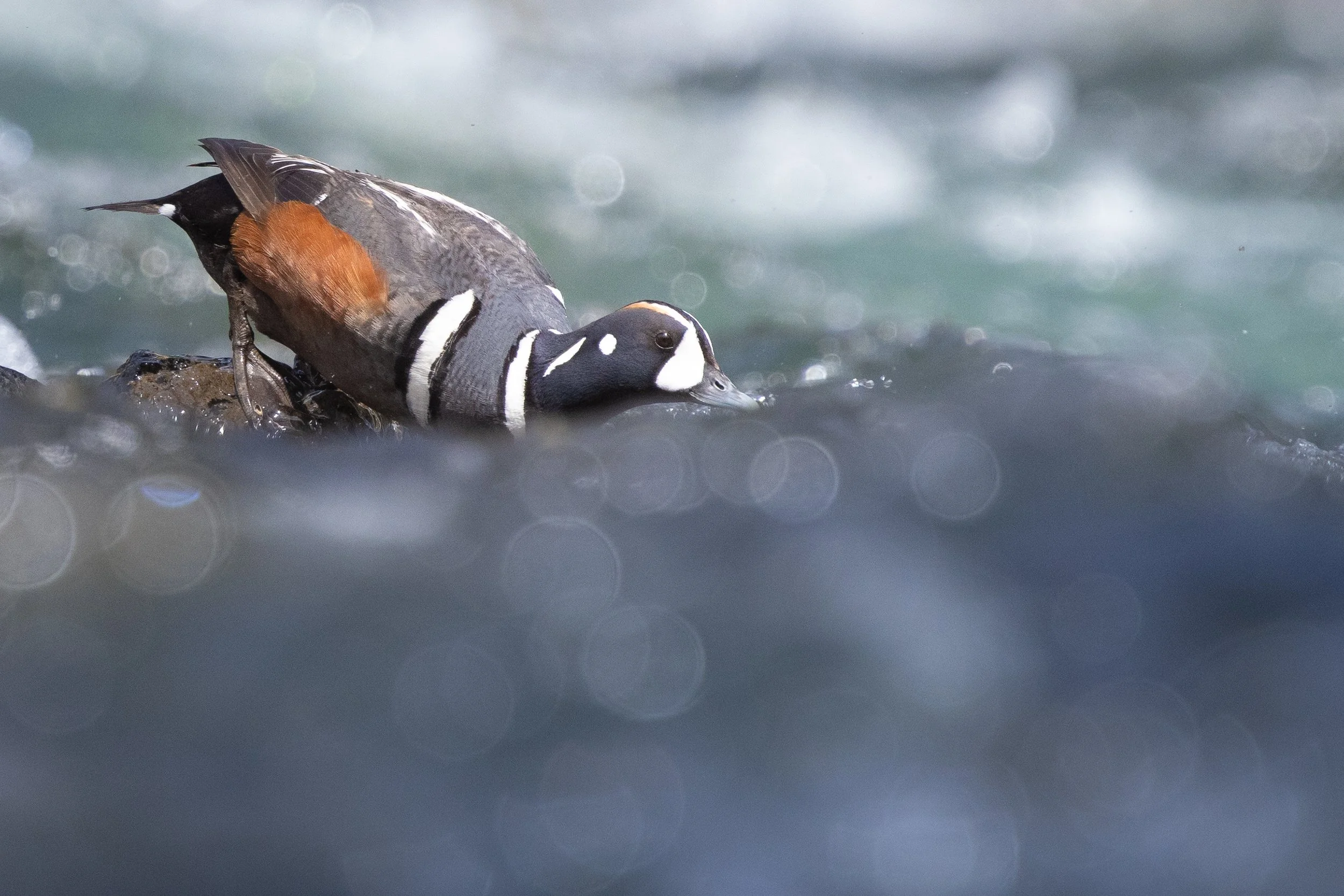 Diving Ducks