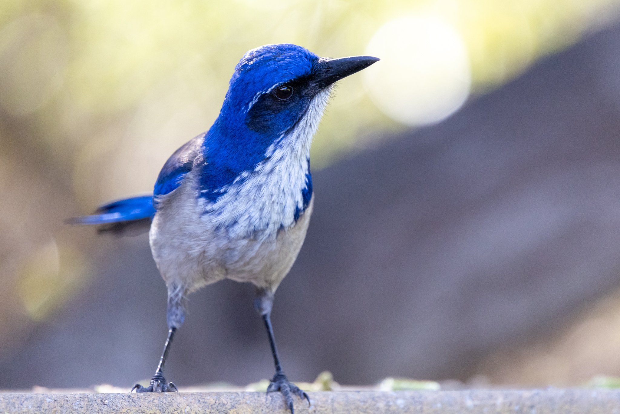 Finding Island Scrub-Jays in Channel Islands National Park