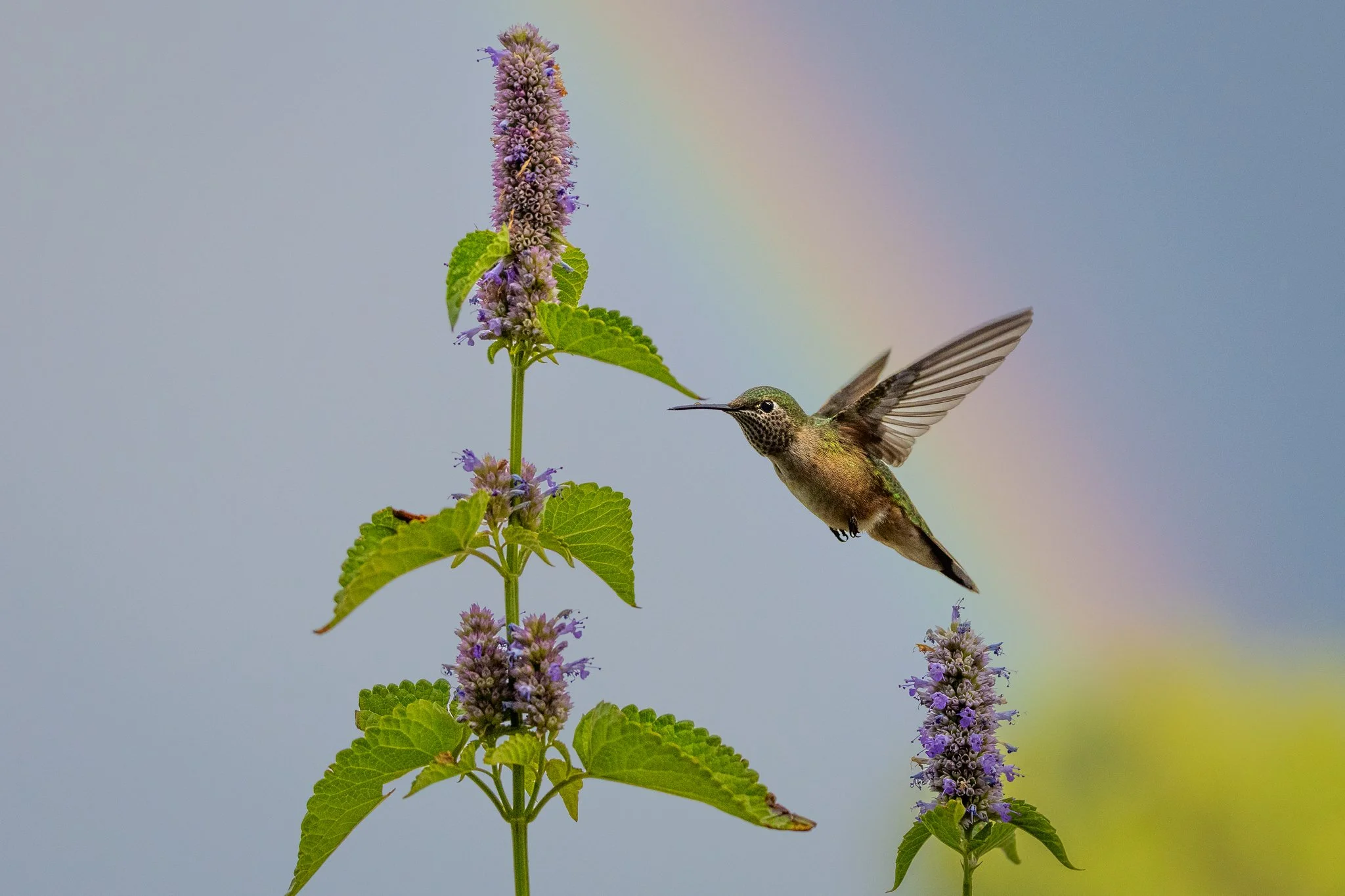 Backyard broad-tailed hummingbird bonanza