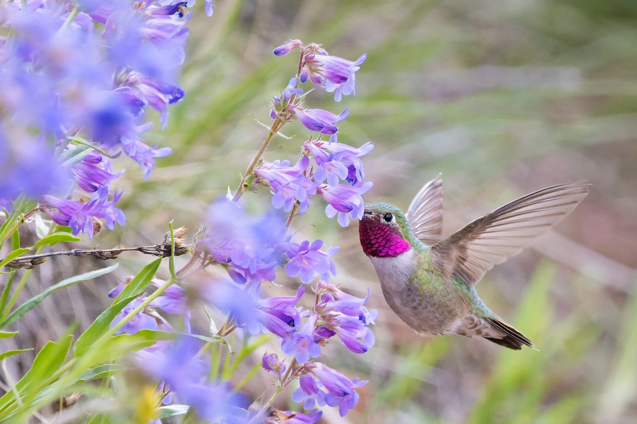 4P5A6693-CR3_DxO_DeepPRIME (1).jpg