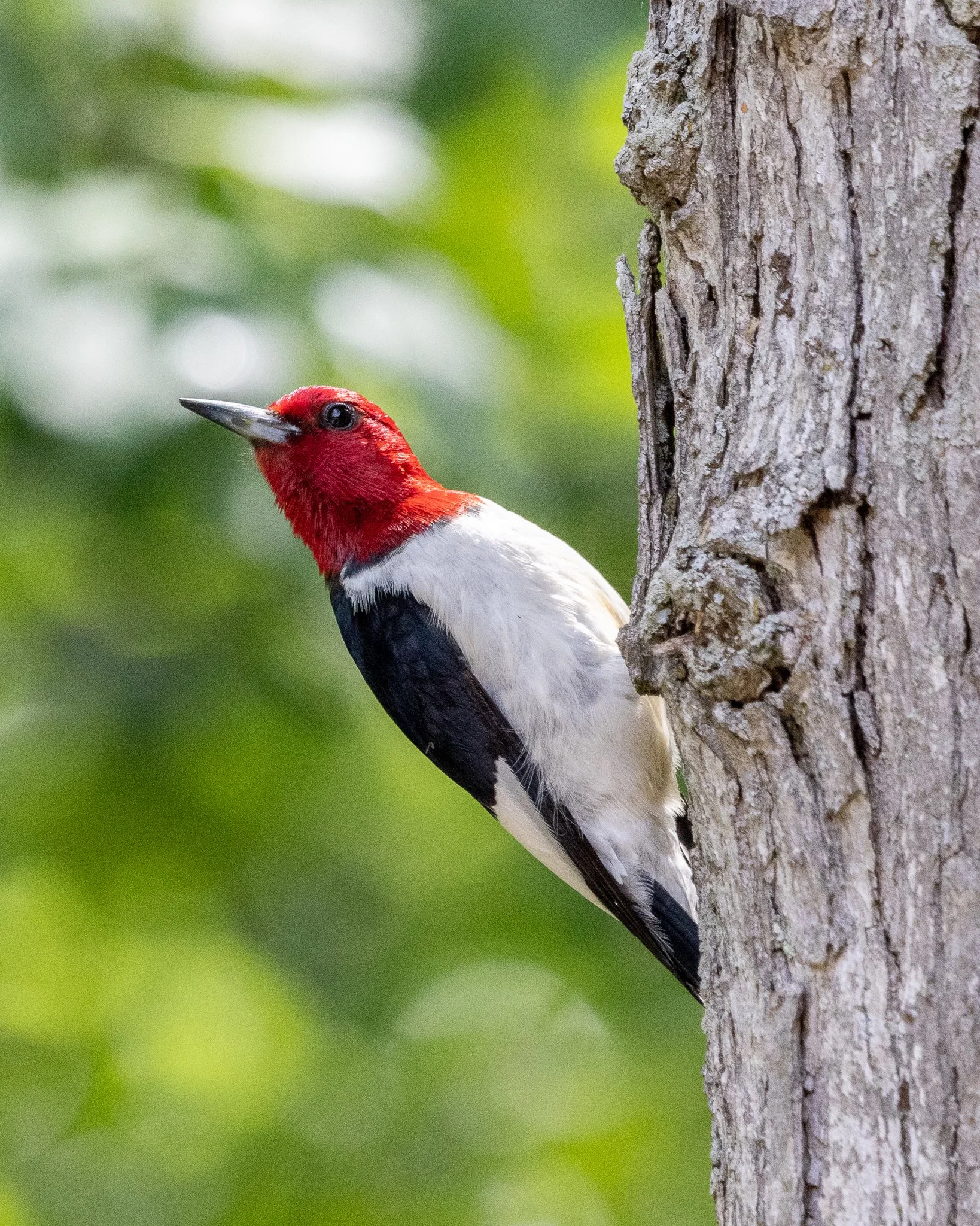 red-headed-woodpecker-1.jpg