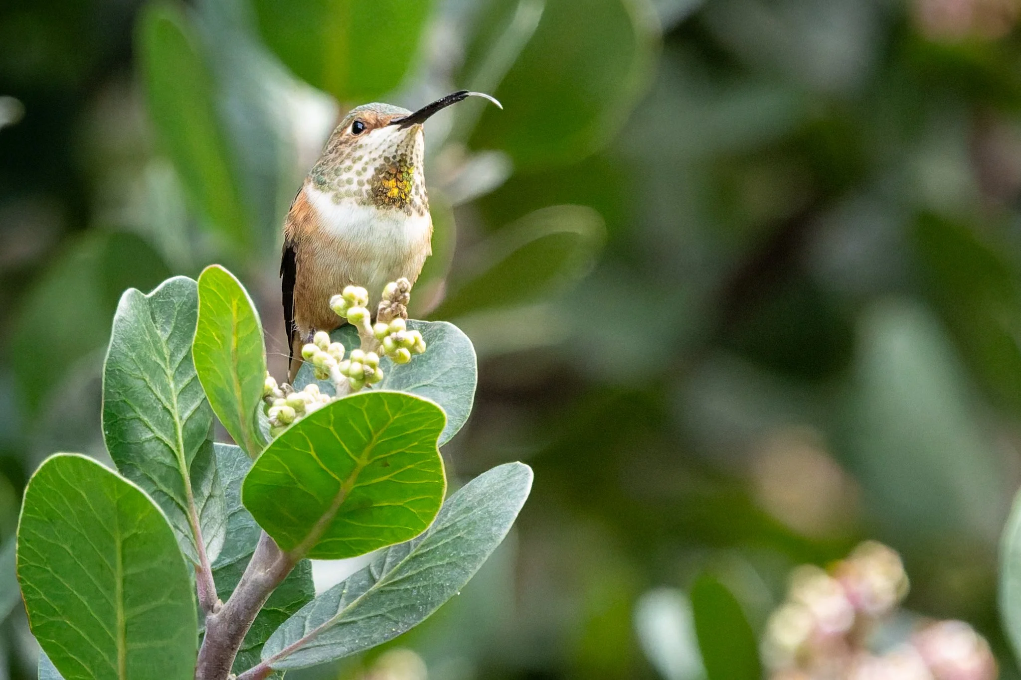 8Z1A8466-DxO_DeepPRIME 3.jpg