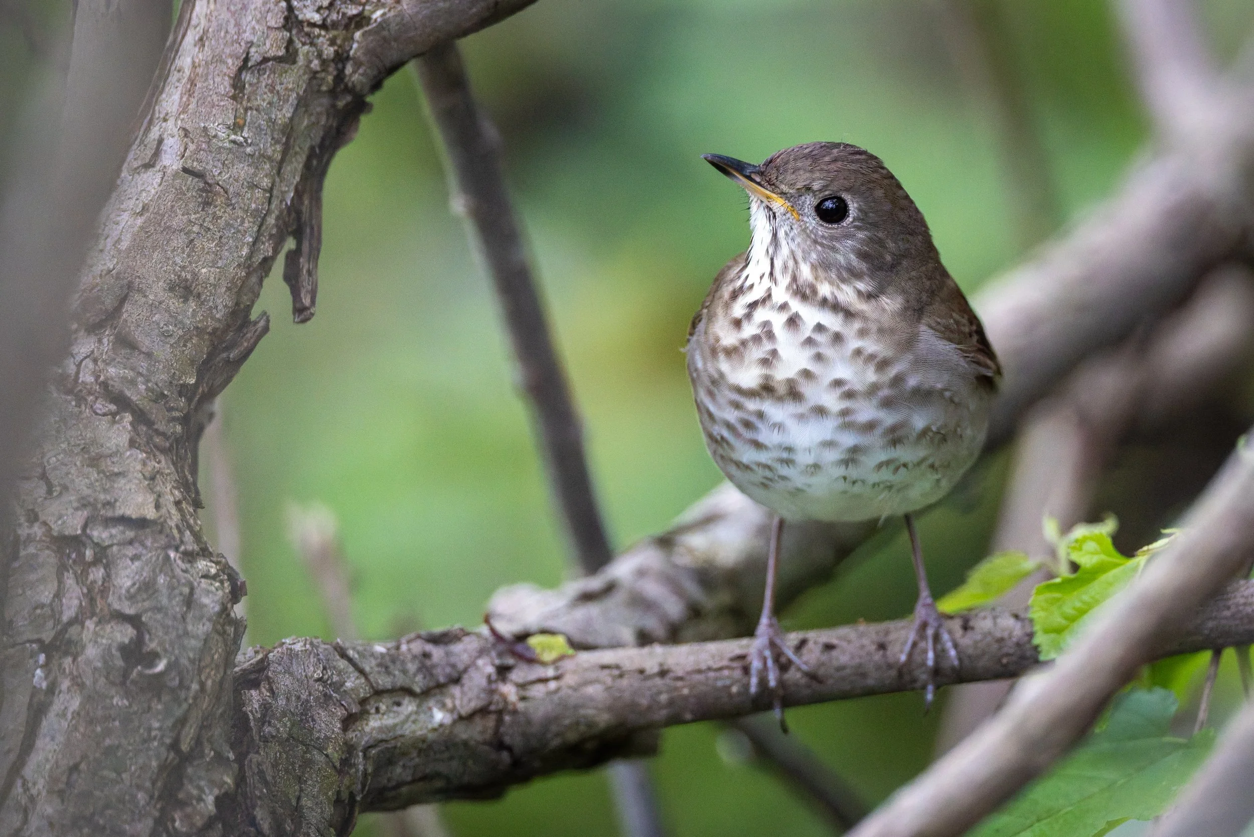 Thrushes