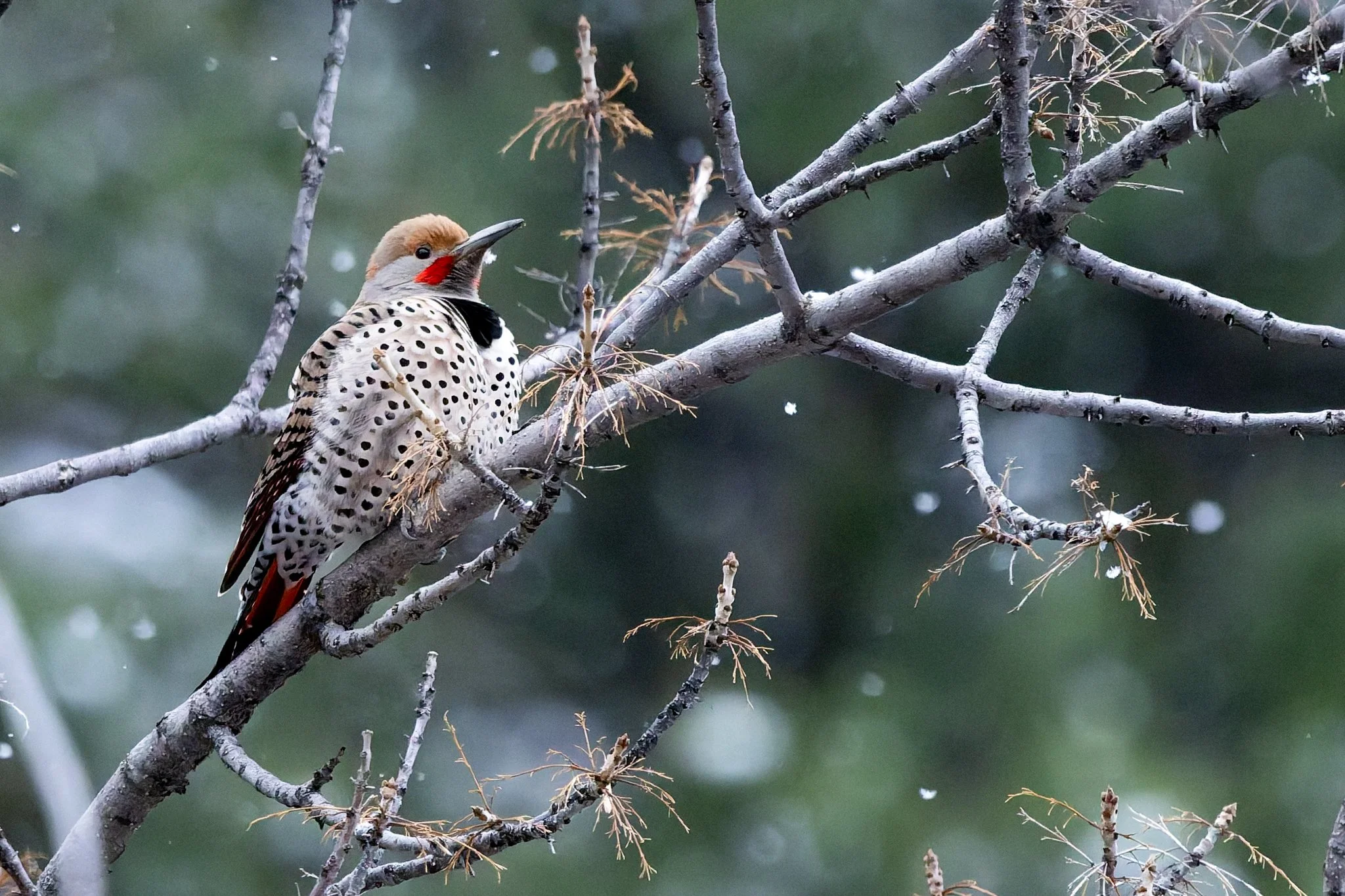 4P5A0744-2-DxO_DeepPRIME 3.jpg