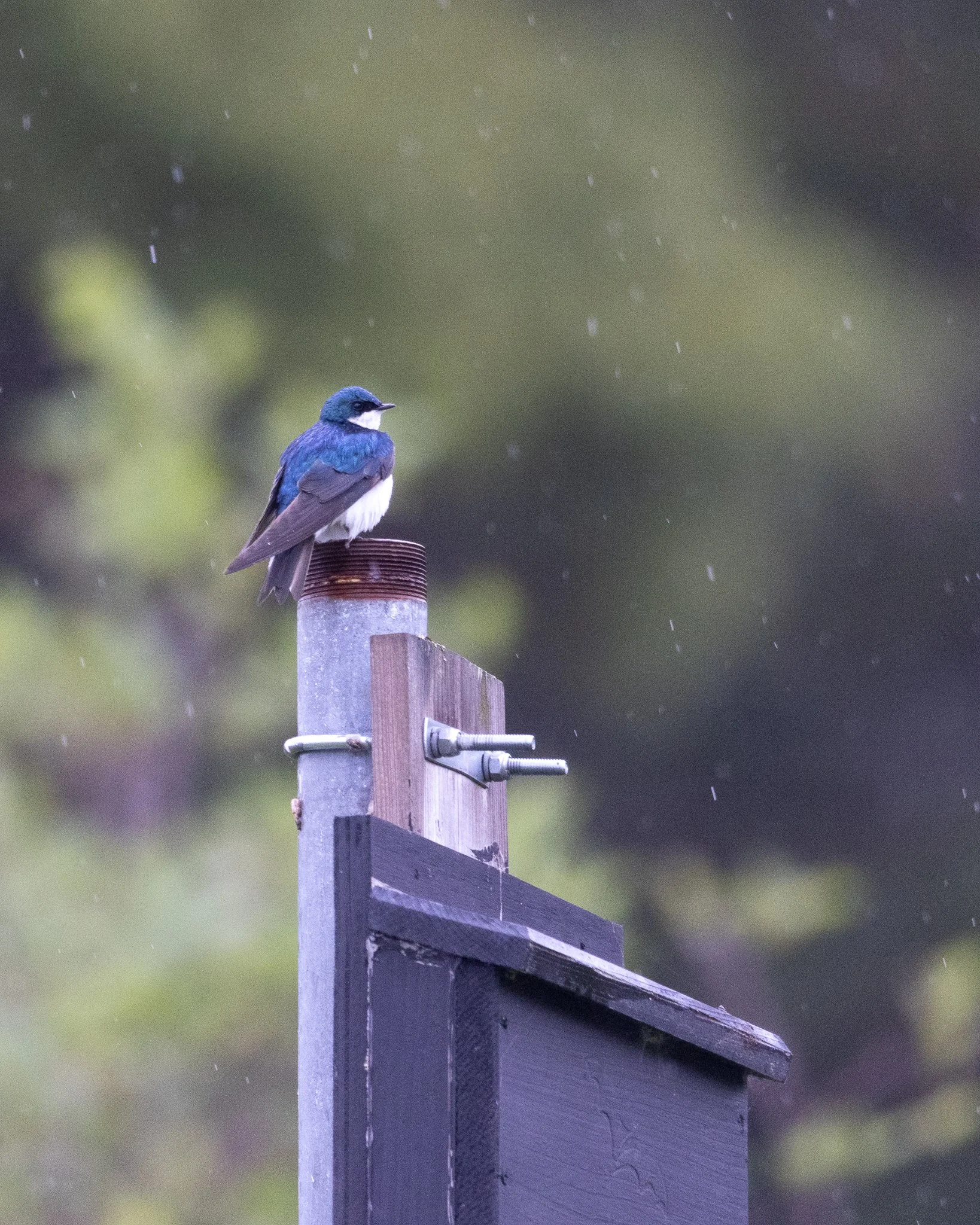 tree-swallow-in-the-rain.jpg