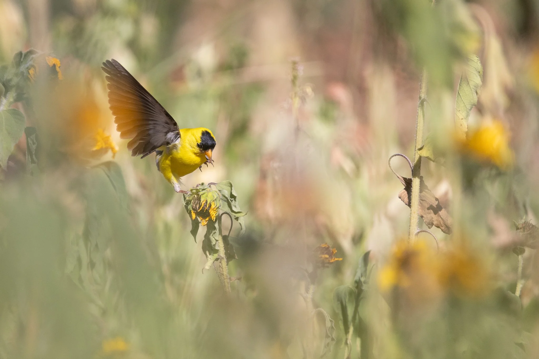 20250726-4P5A2181-2 (1).jpg