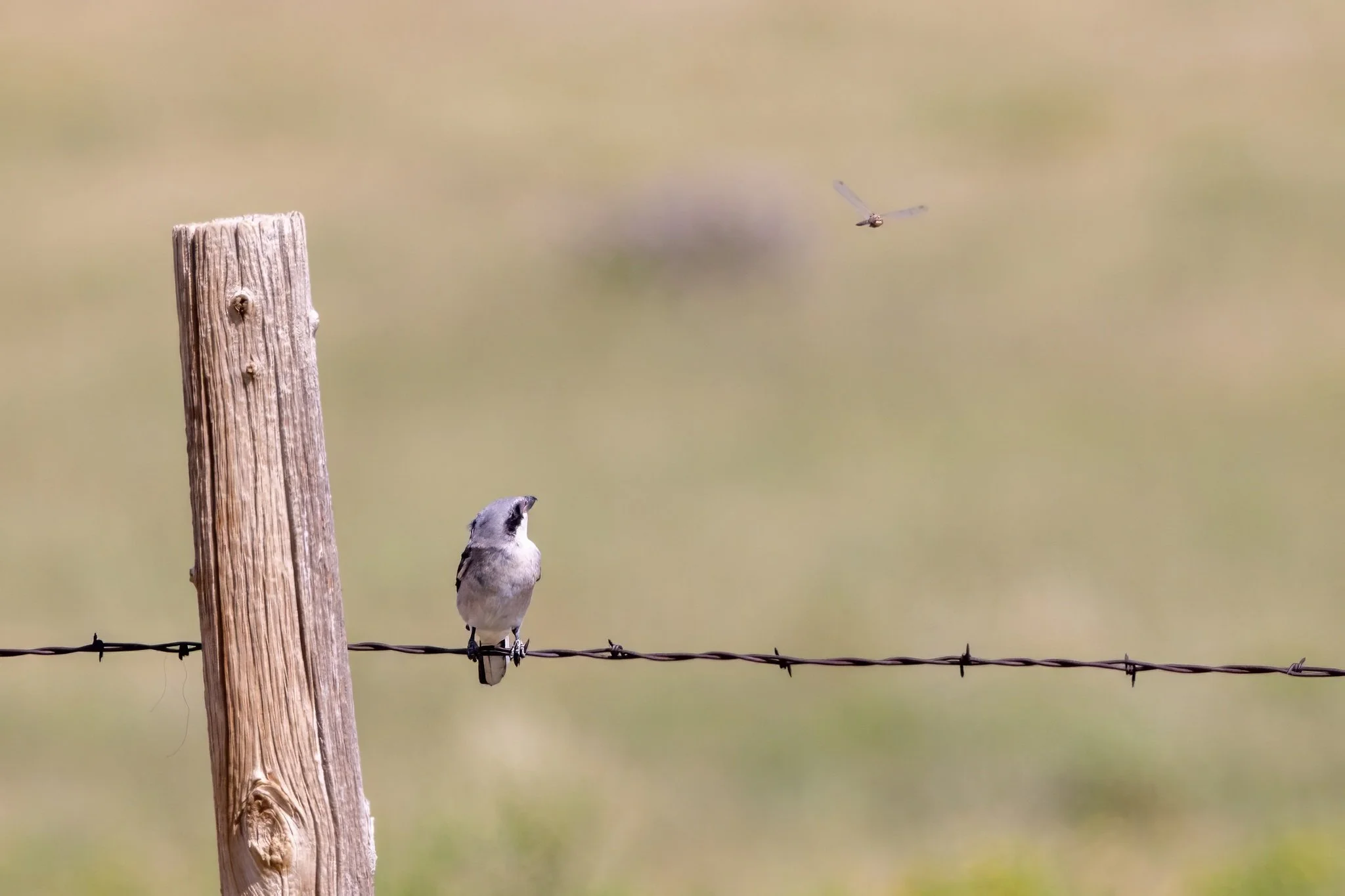 4P5A0329-topaz-sharpen-denoise (1).jpg