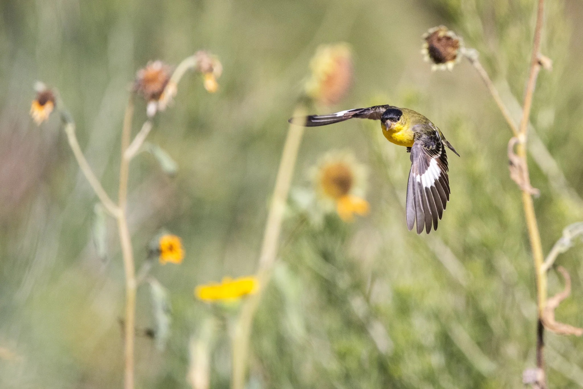 20250726-4P5A2105 (1).jpg