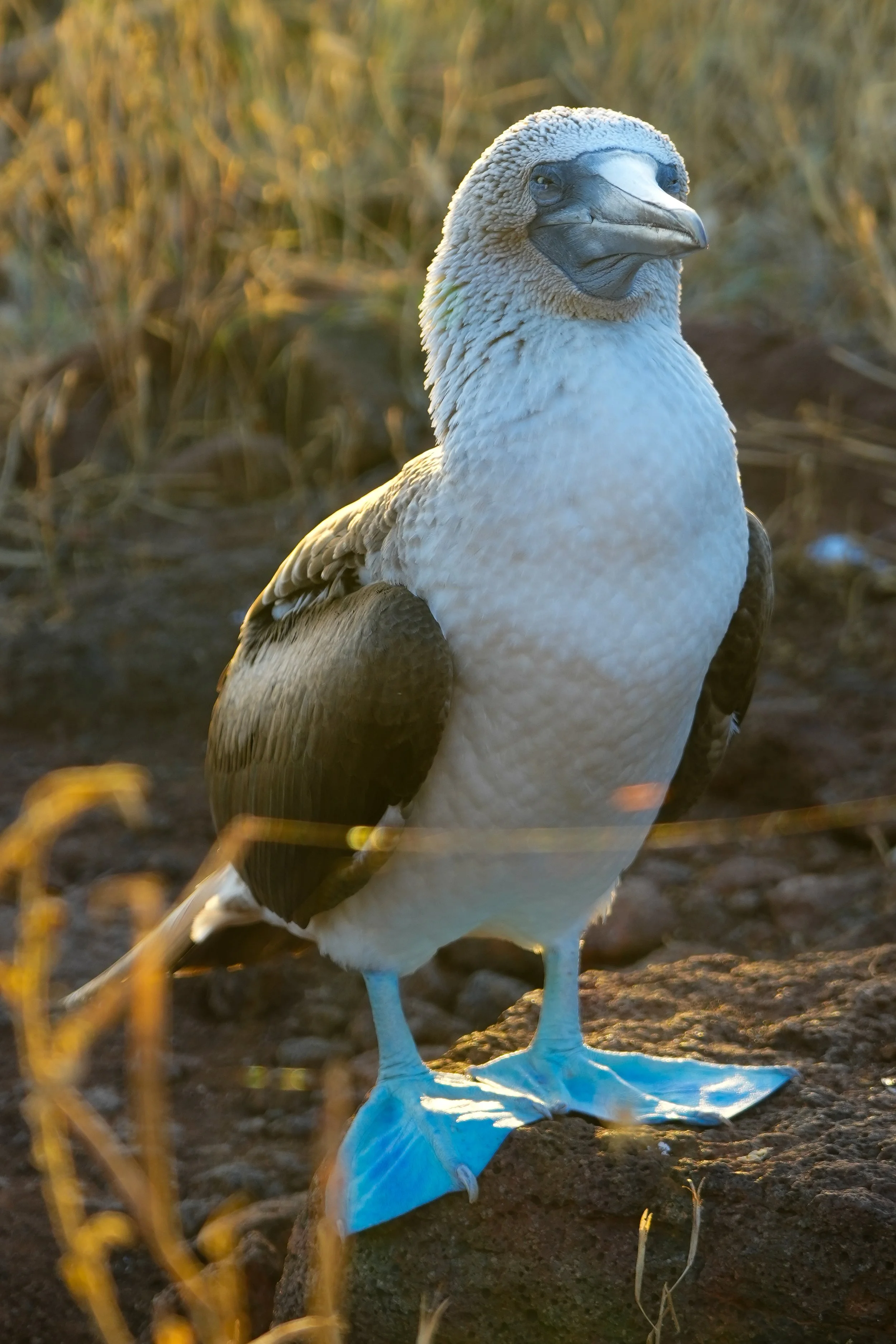 Wild Life Photography