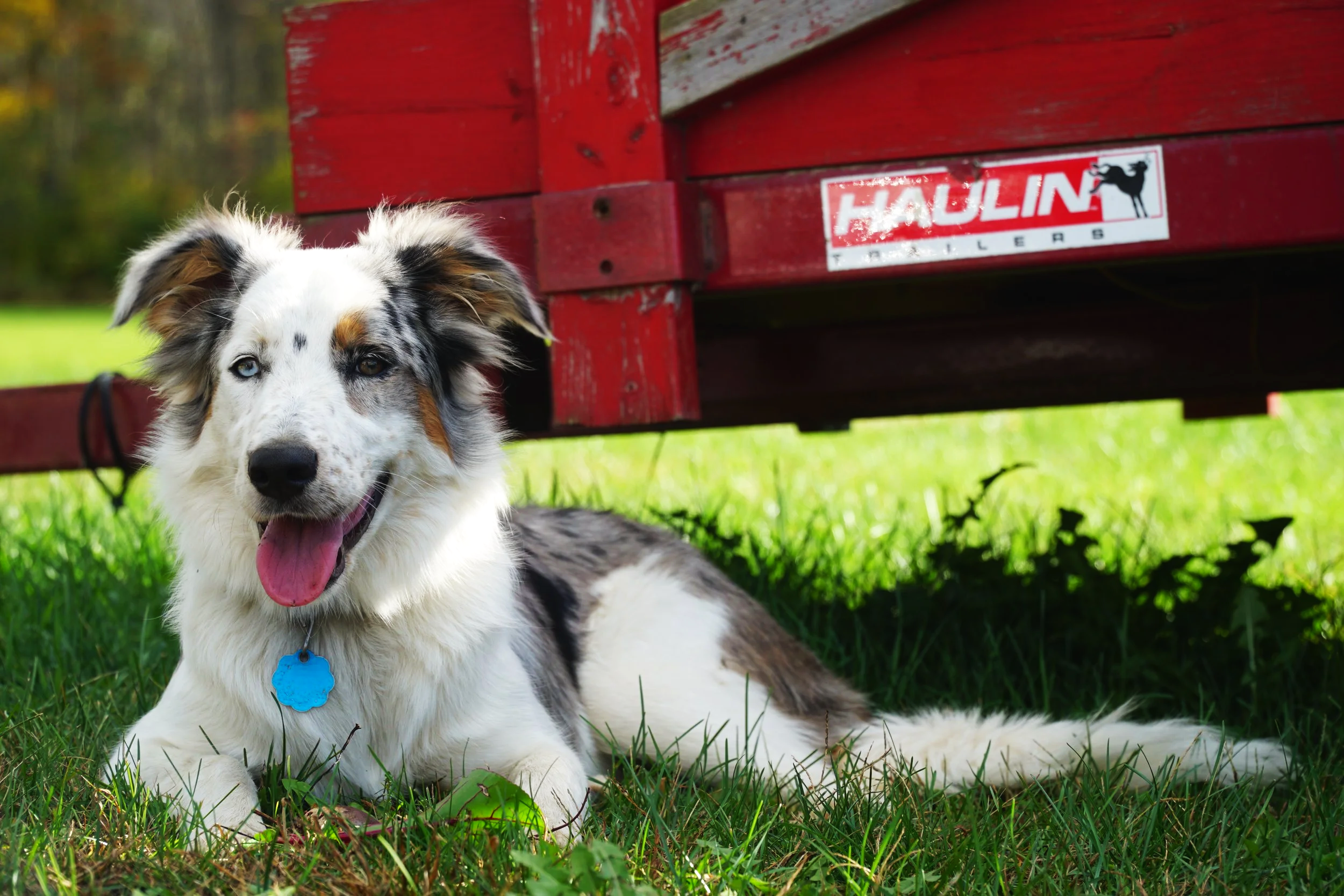 Pet photography 