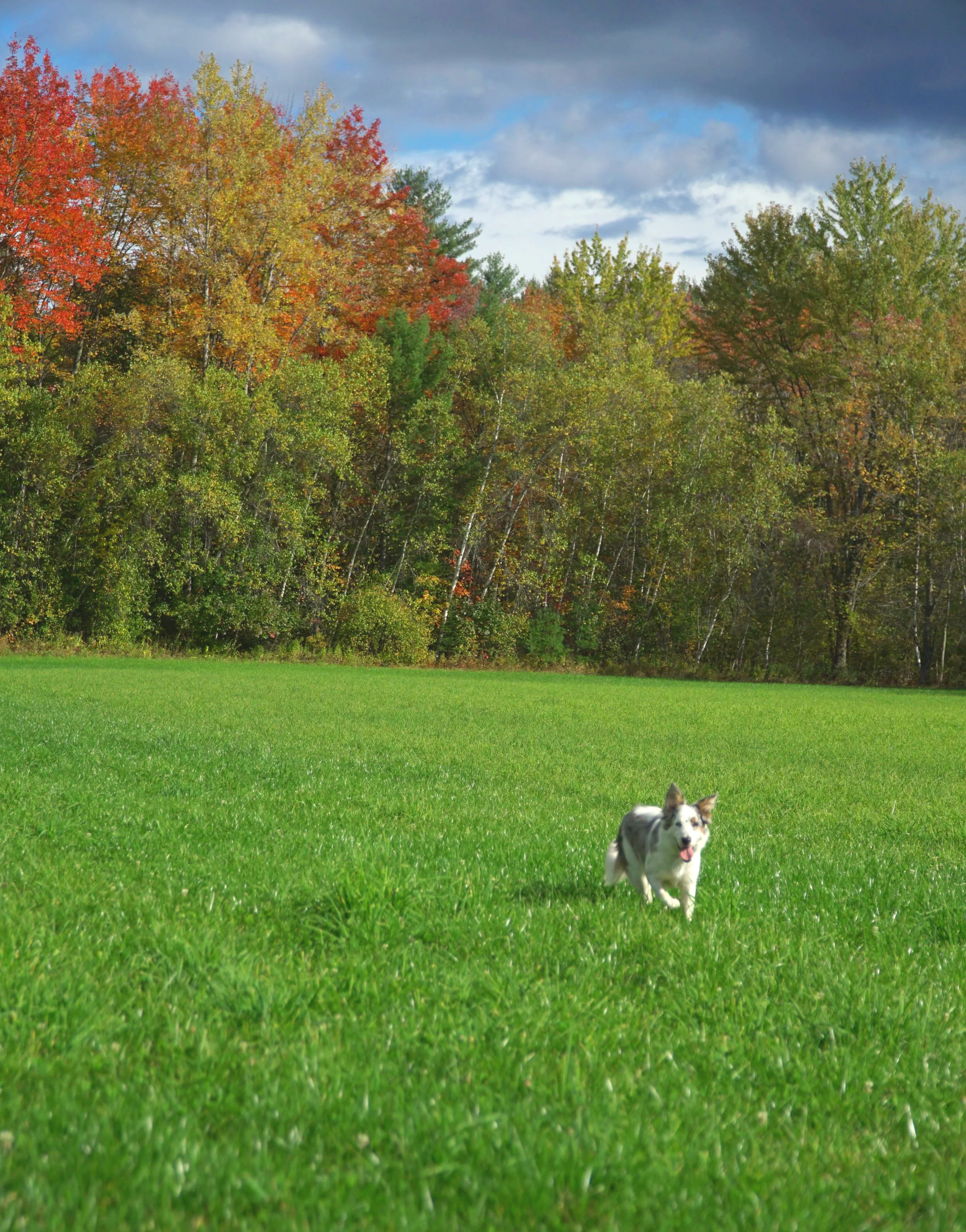 Pet Photography 