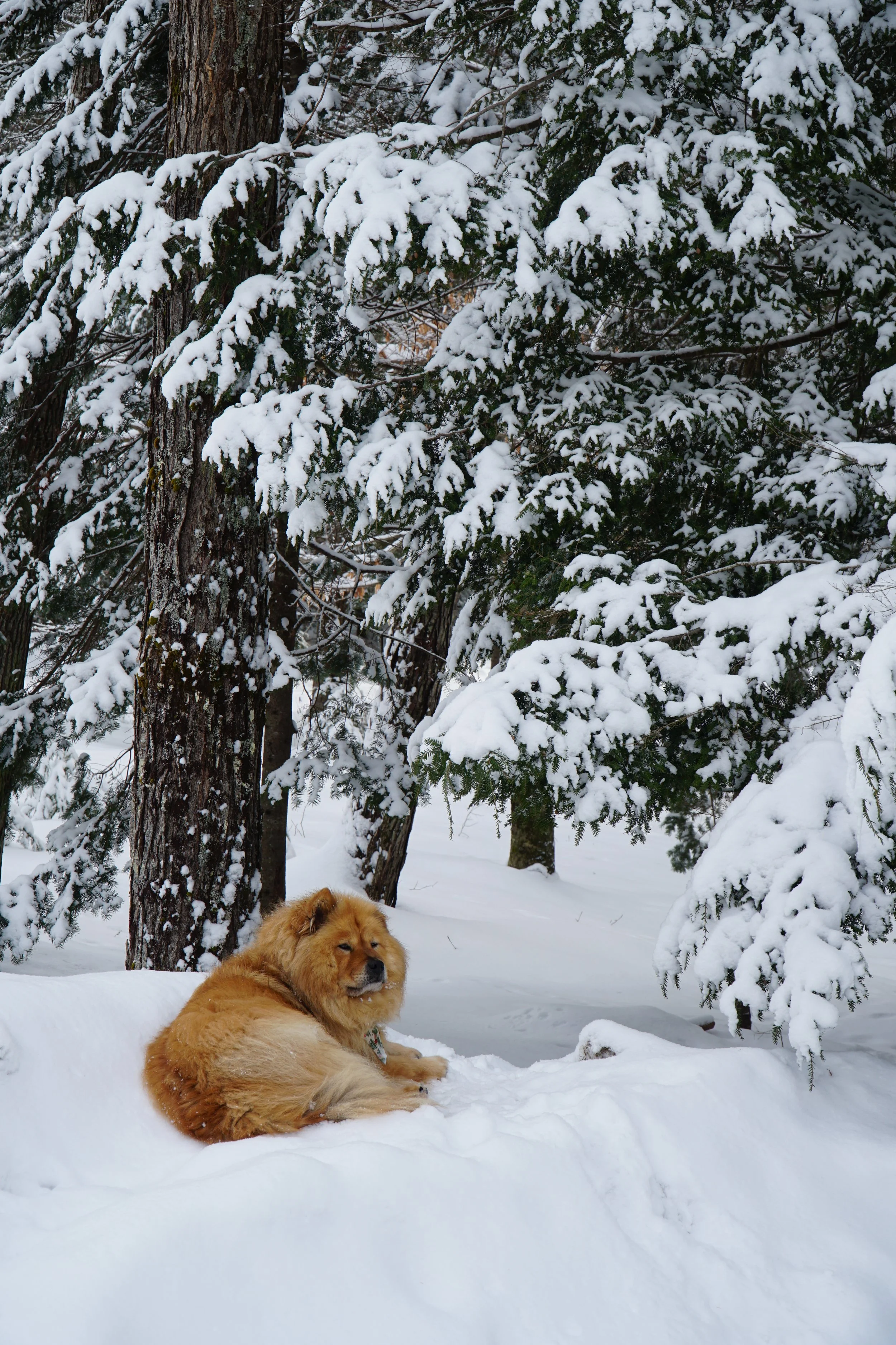Pet photography
