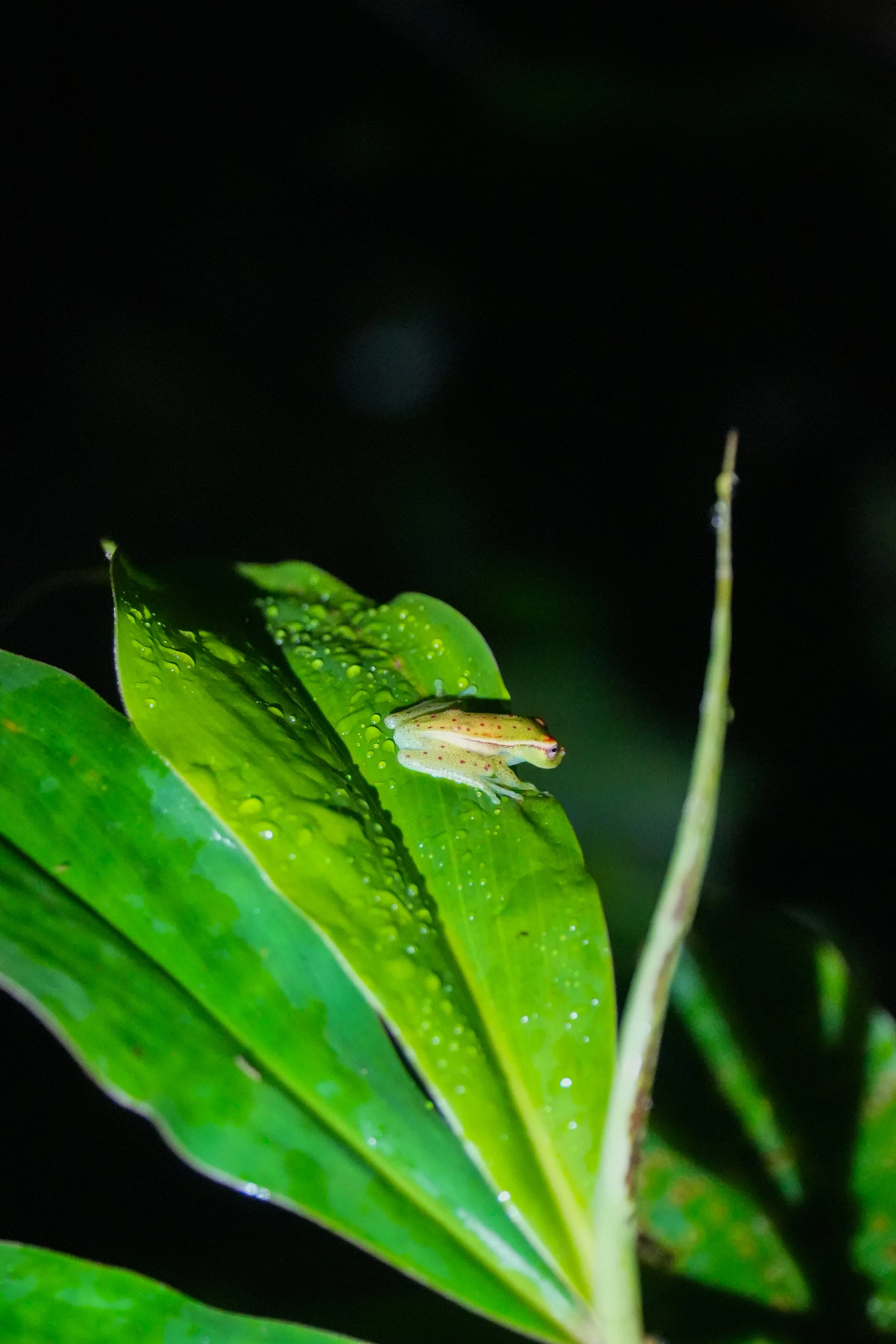Wild Life Photography 