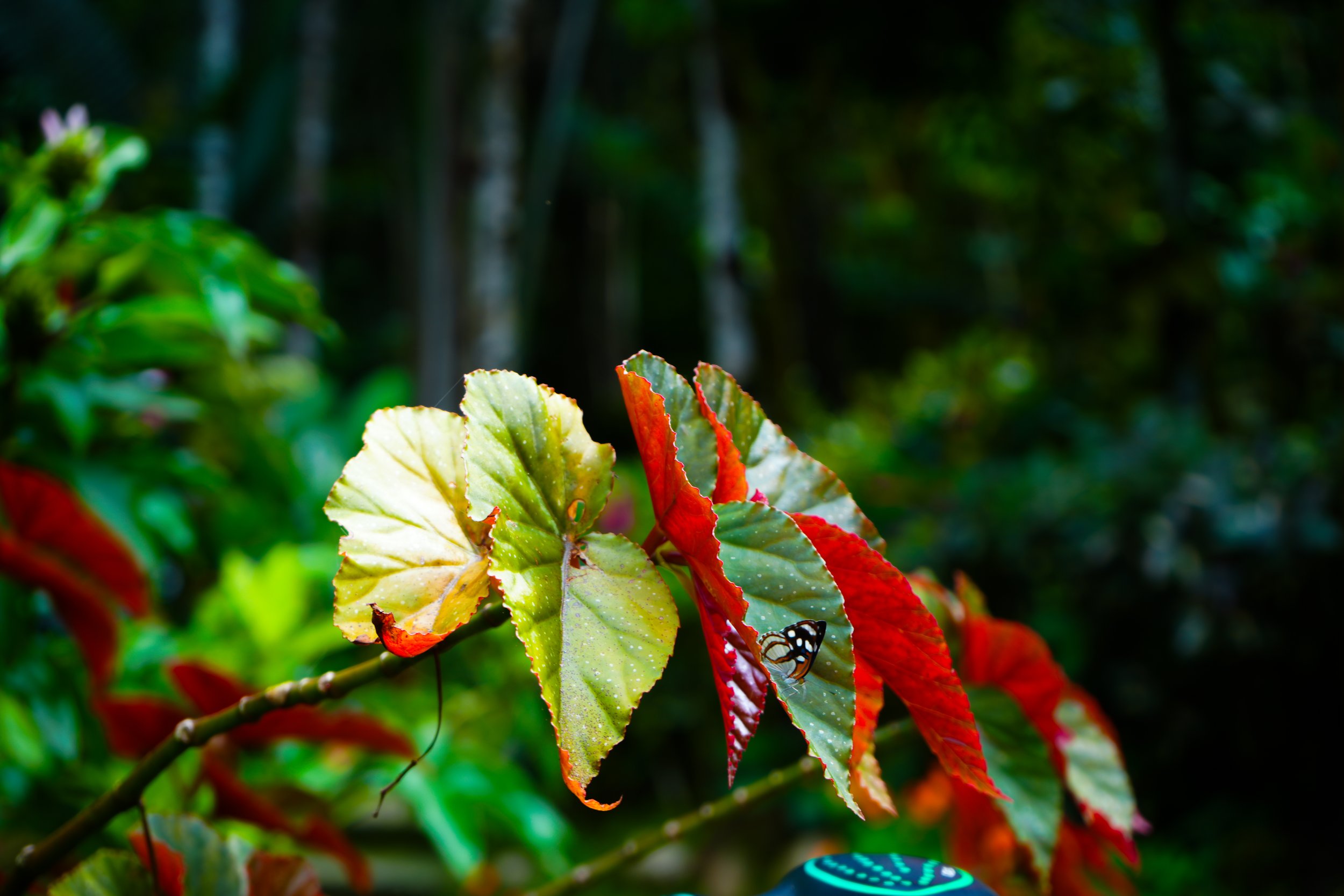 DSC01629.jpg