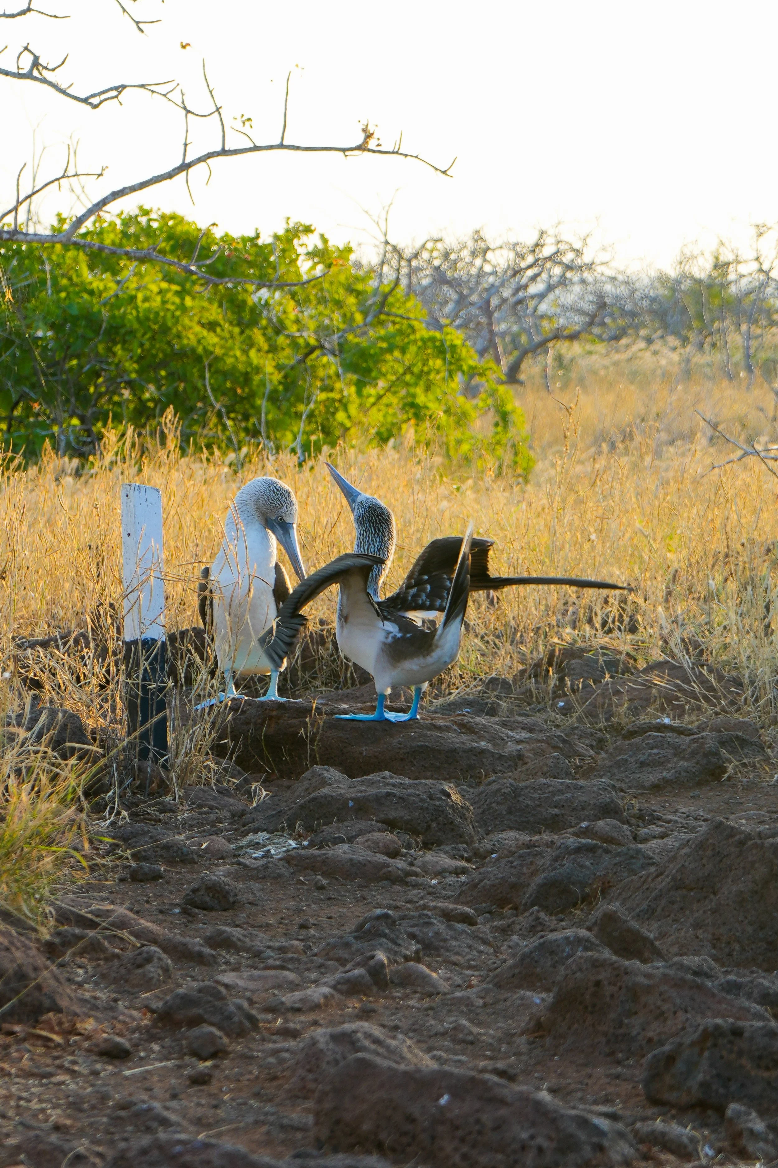 Wildlife Photography