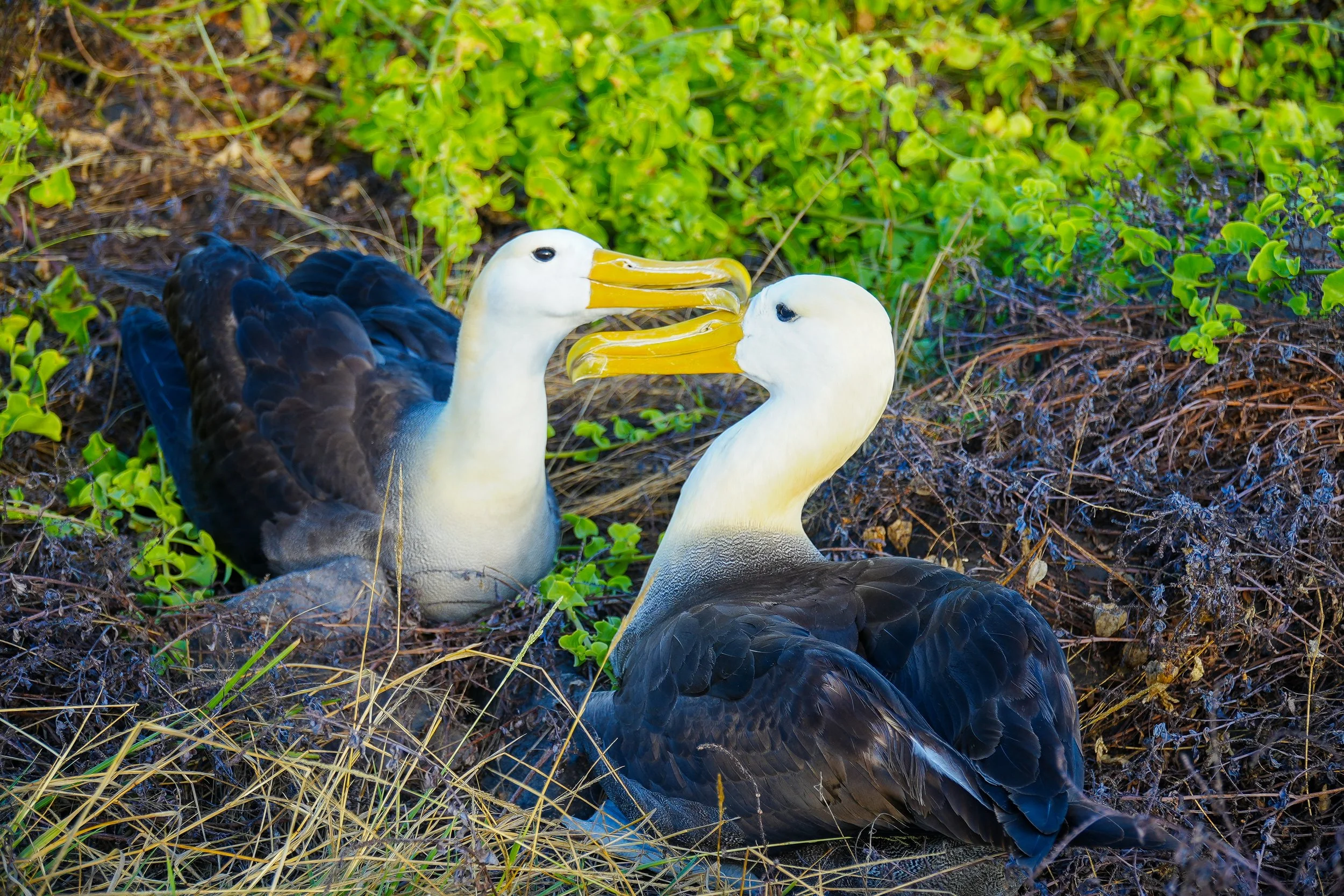 Wild Life Photography