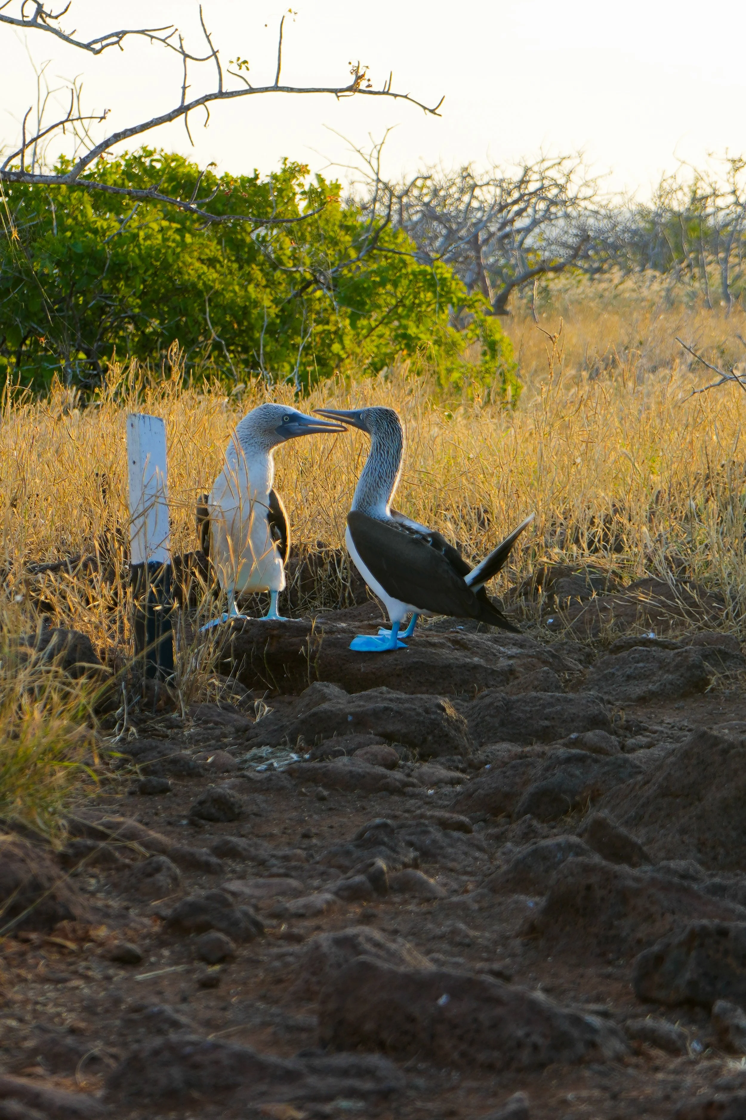 Wild Life Photography 