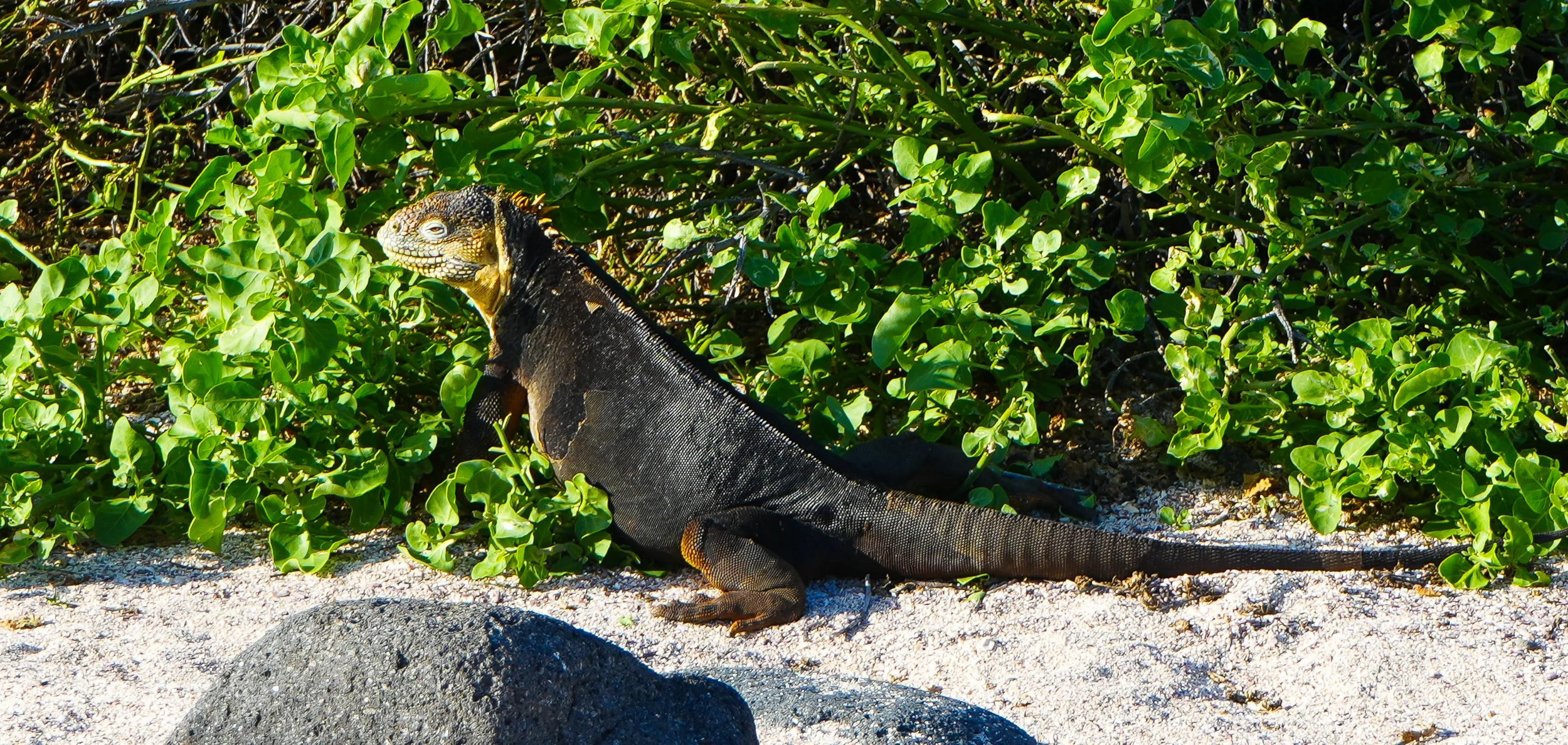 Wild Life Photography