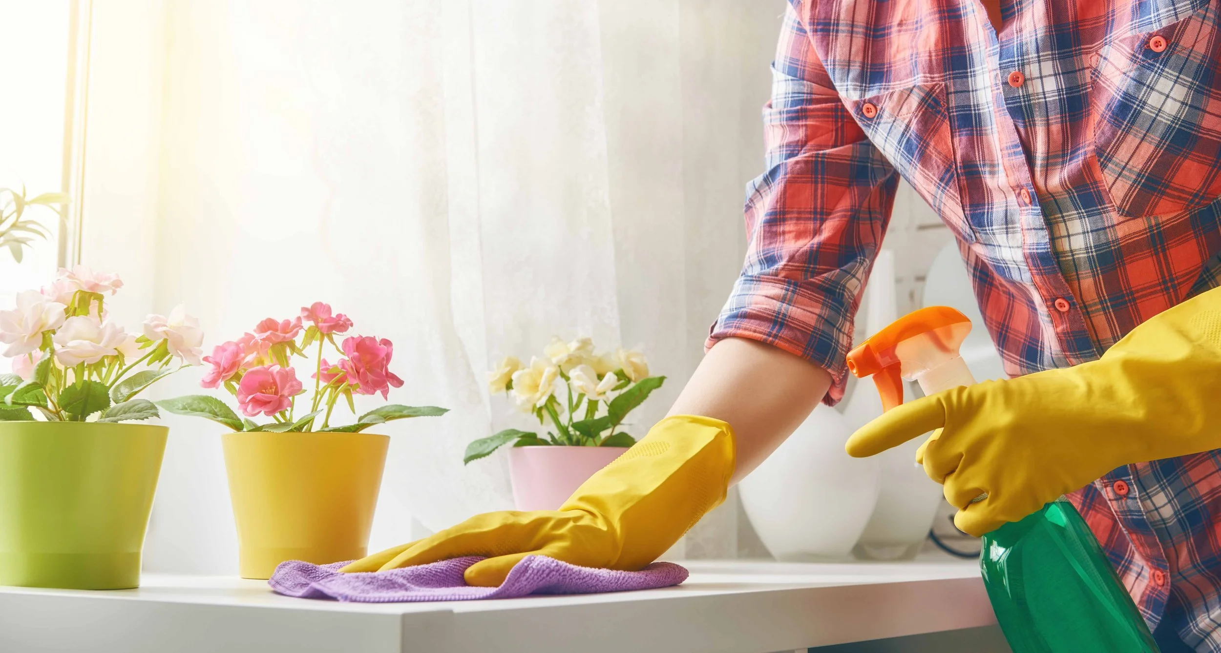 Personne portant des gants jaunes nettoyant des pots de fleurs avec un chiffon violet et un spray vert. Pot de fleurs roses, blancs et jaunes sur une table près d'une fenêtre.