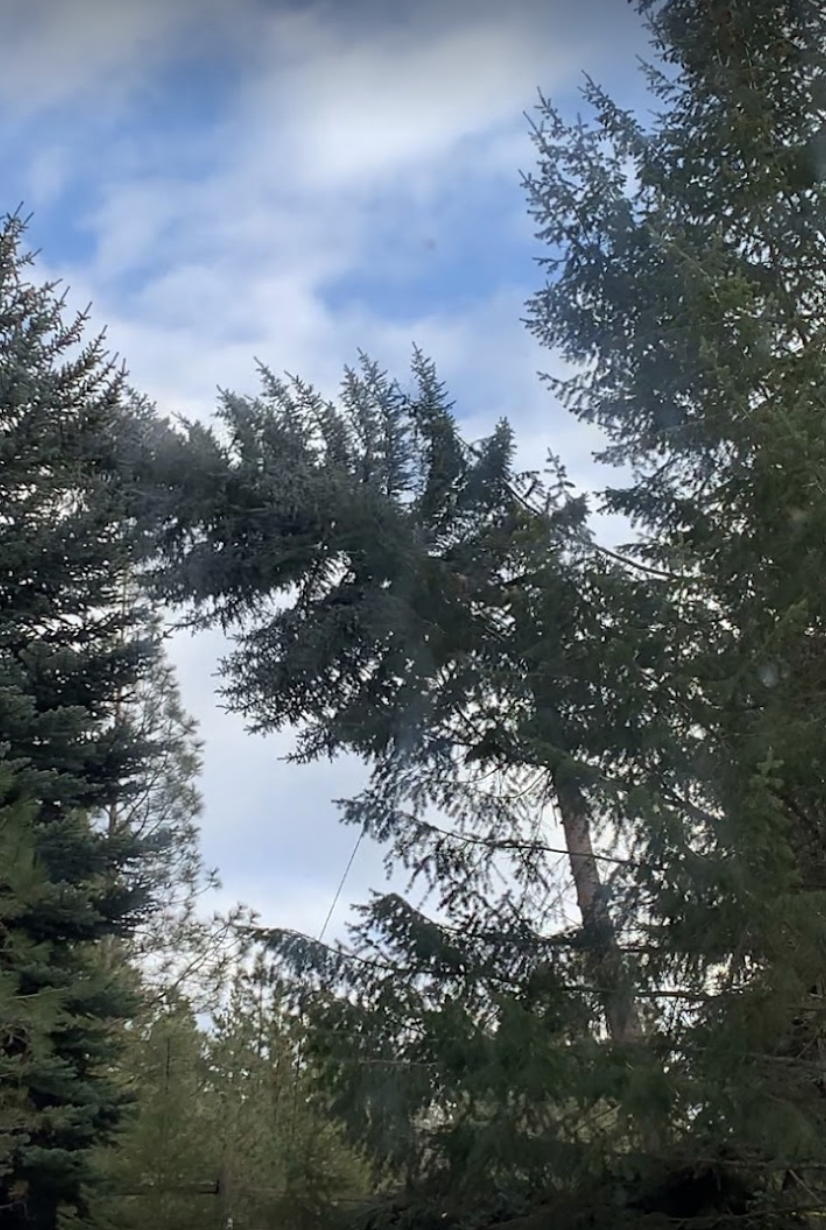 Tall evergreen trees after professional tree trimming in Spokane Valley WA - Brett's Tree Service LLC 