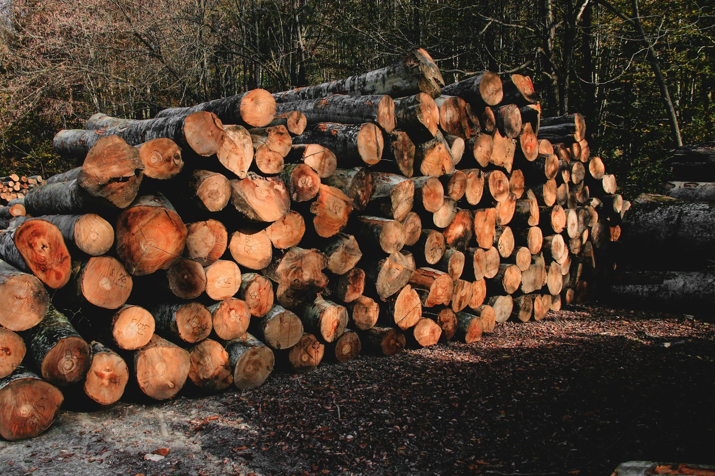 A large stack of cut logs piled in a forest clearing with trees in the background.