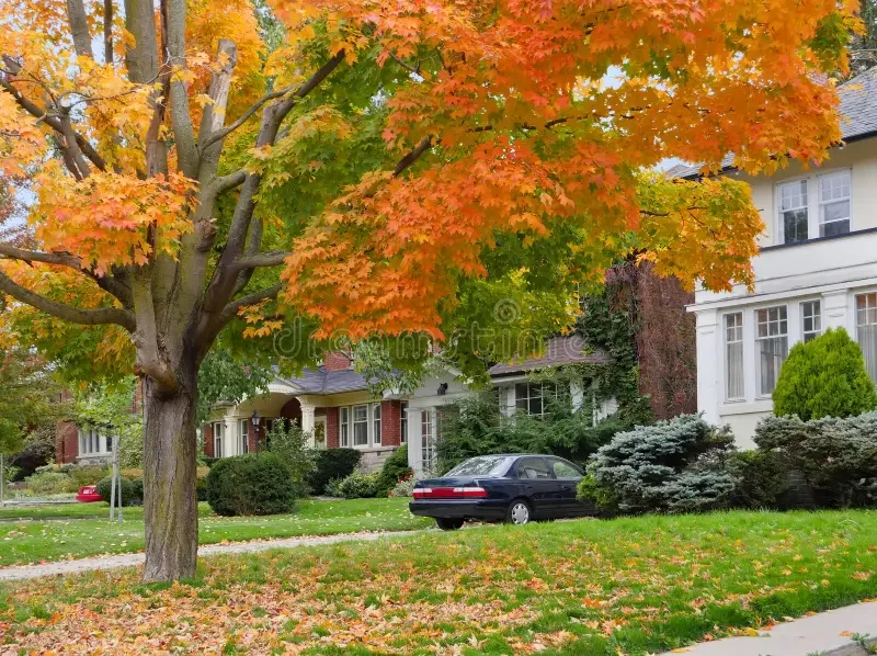 Your Quick Fall Checklist: Preparing Spokane Trees for Winter