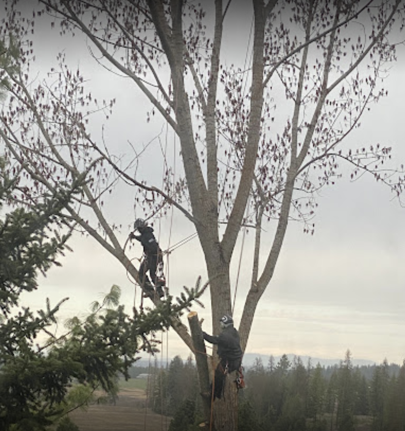 Two arborists working on a tall tree, with one climbing and the other positioned lower, both wearing safety gear; the scene takes place outdoors in a rural or semi-rural area.