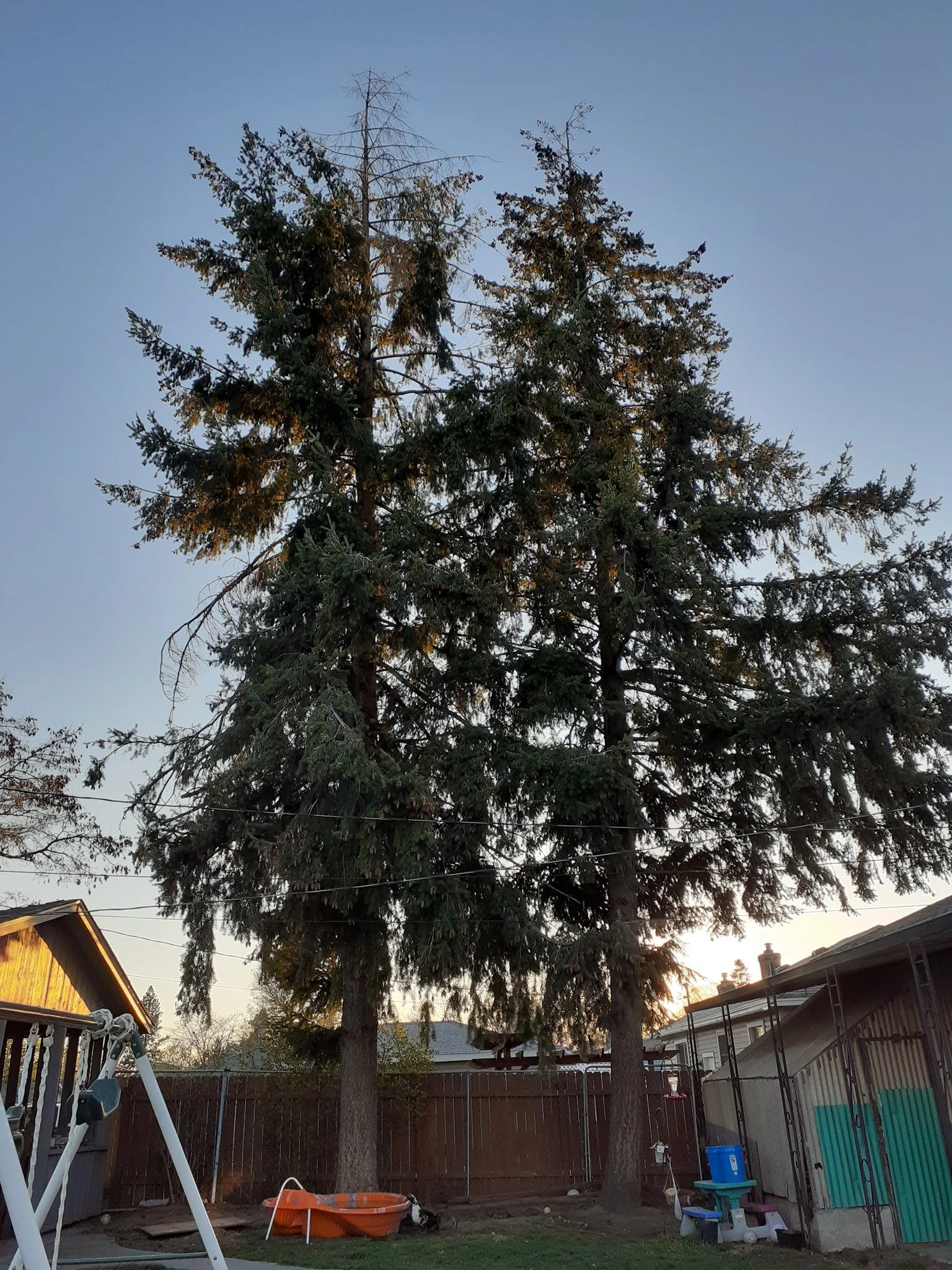 Residential tree service at sunset with evergreen trees and swing set in Spokane Valley backyard - Brett's Tree Service 