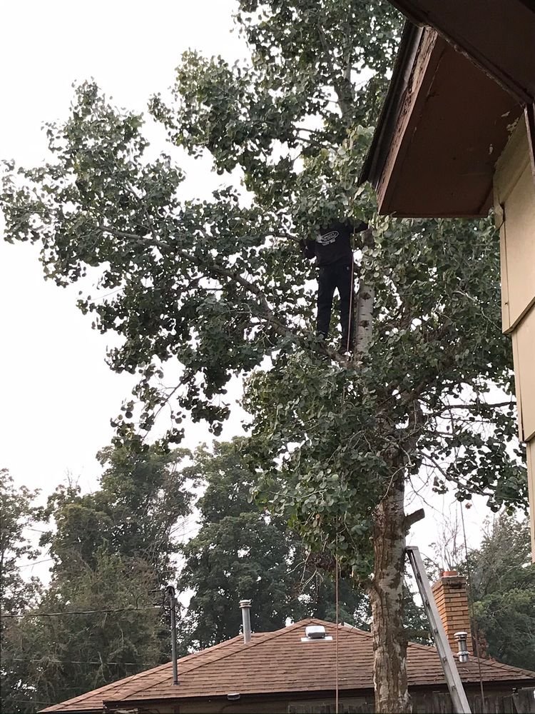 A person standing in a tree next to a house, cutting branches or trimming the tree.