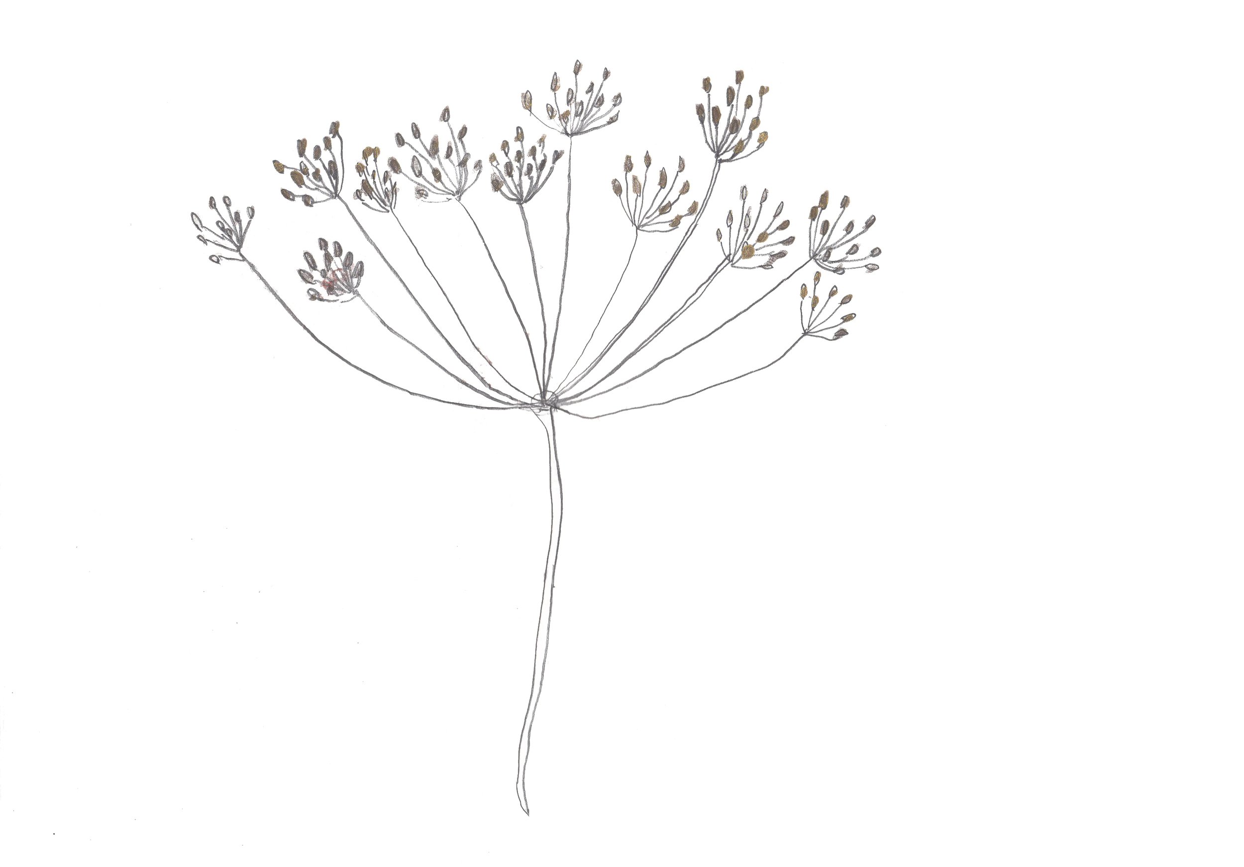 garden journal_queen annes lace.jpg