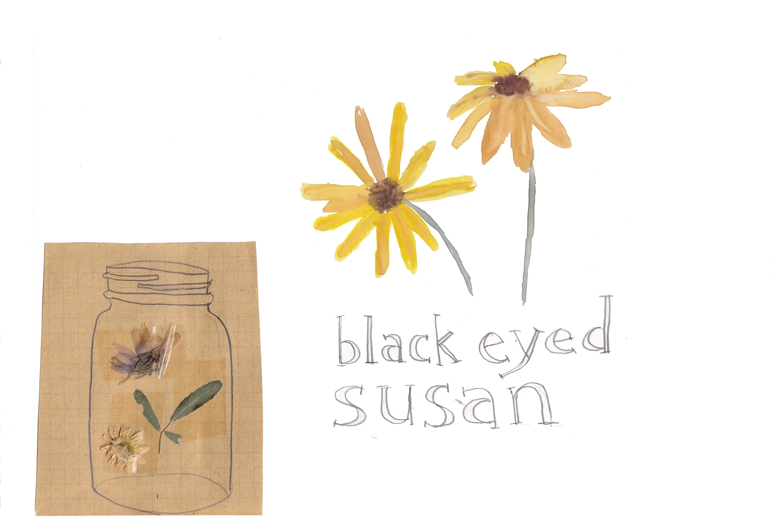 garden journal_black eyed susan.jpg