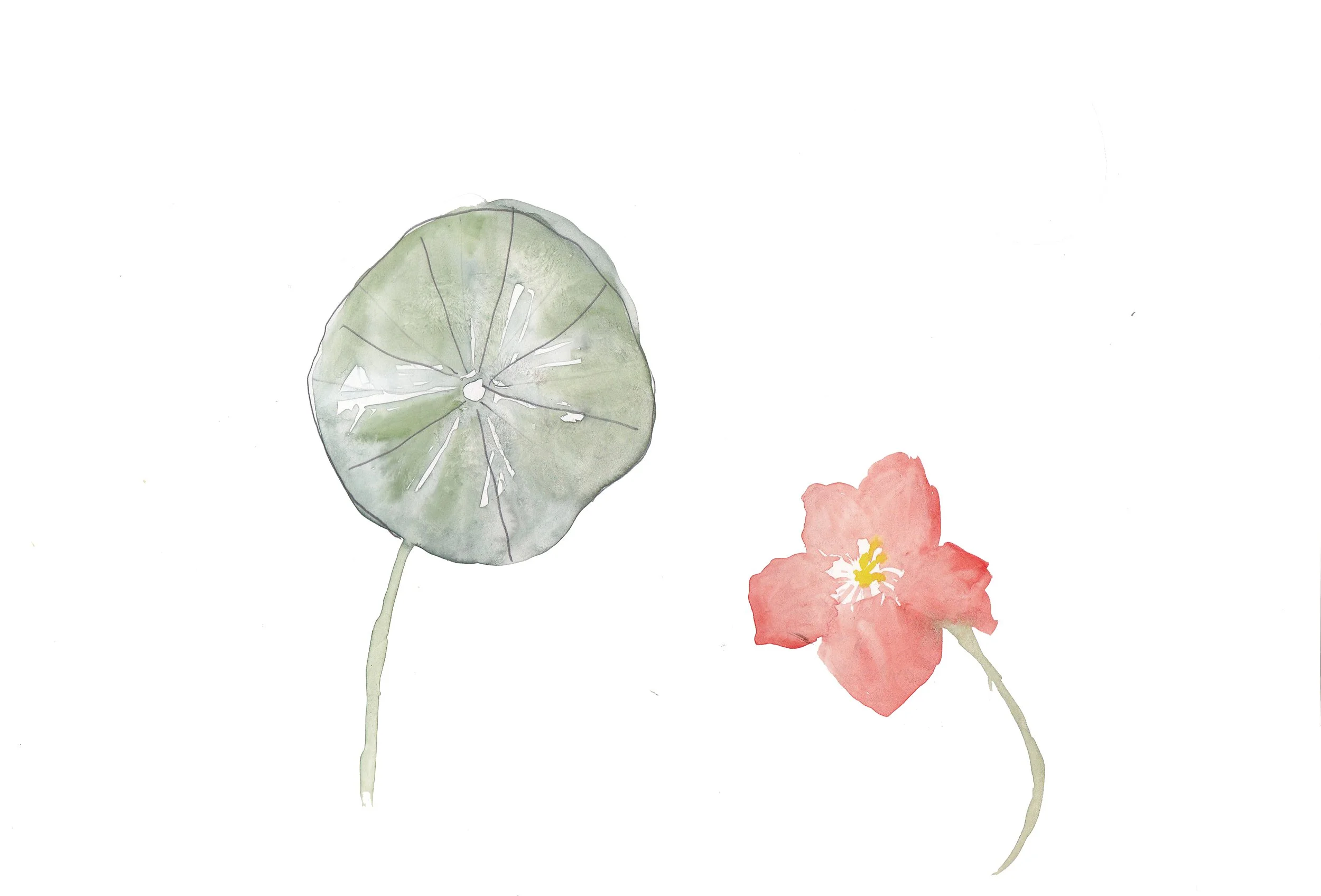 garden journal_nasturtium.jpg
